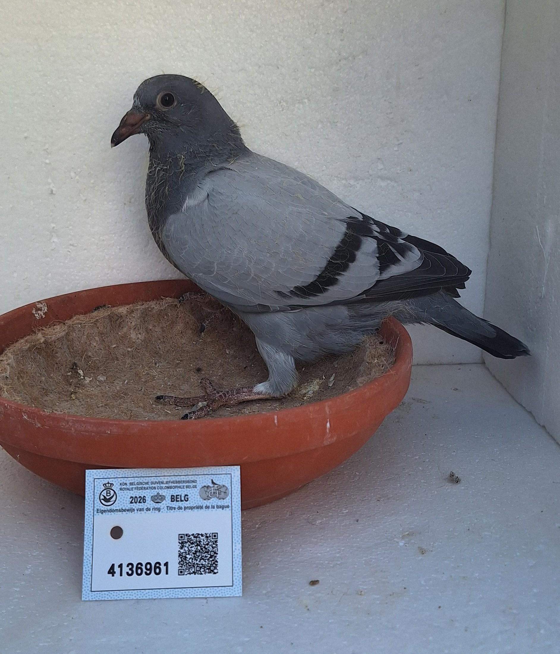 Den 961 - Hoofdafbeelding