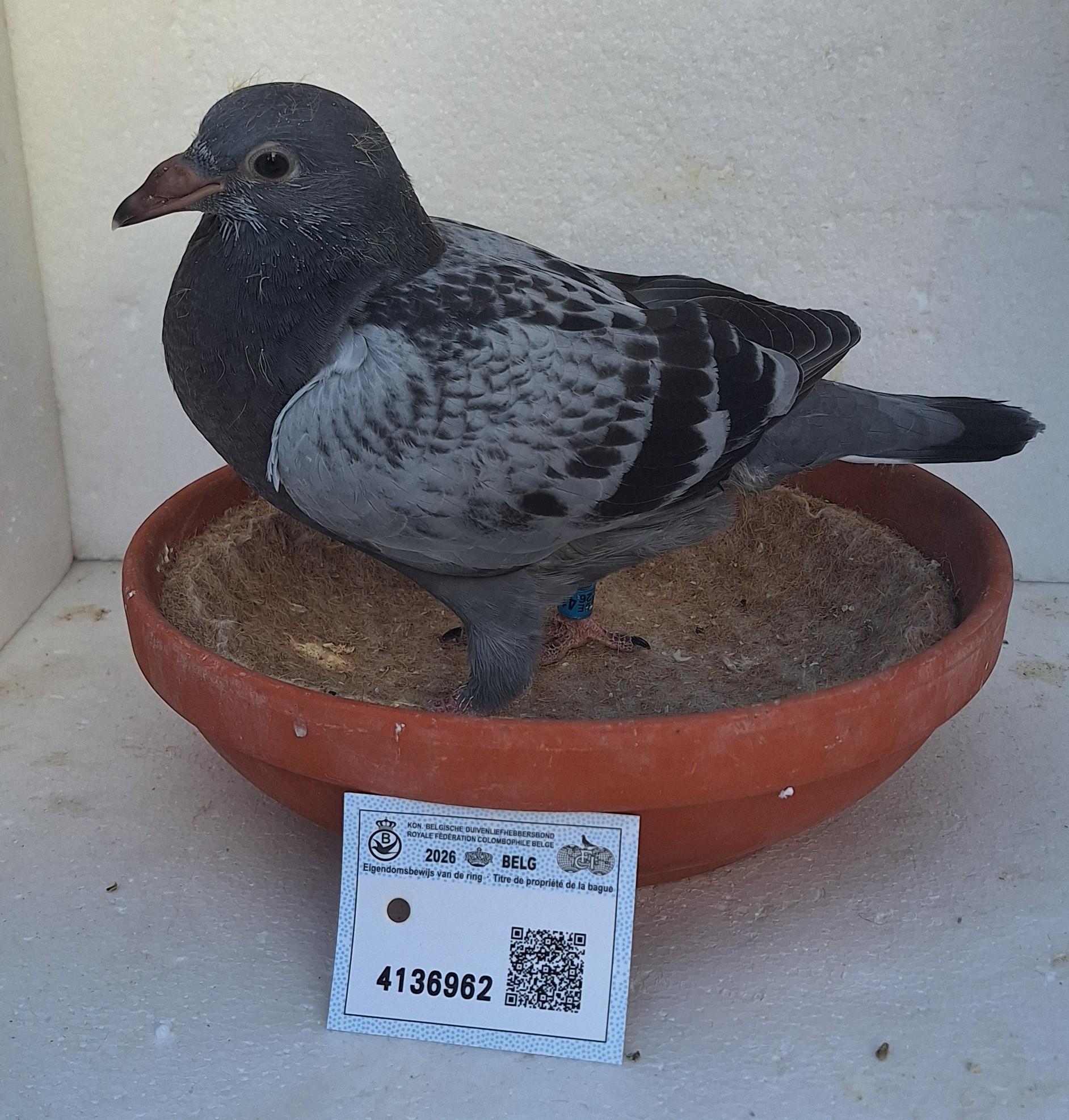 Den 962 - Hoofdafbeelding