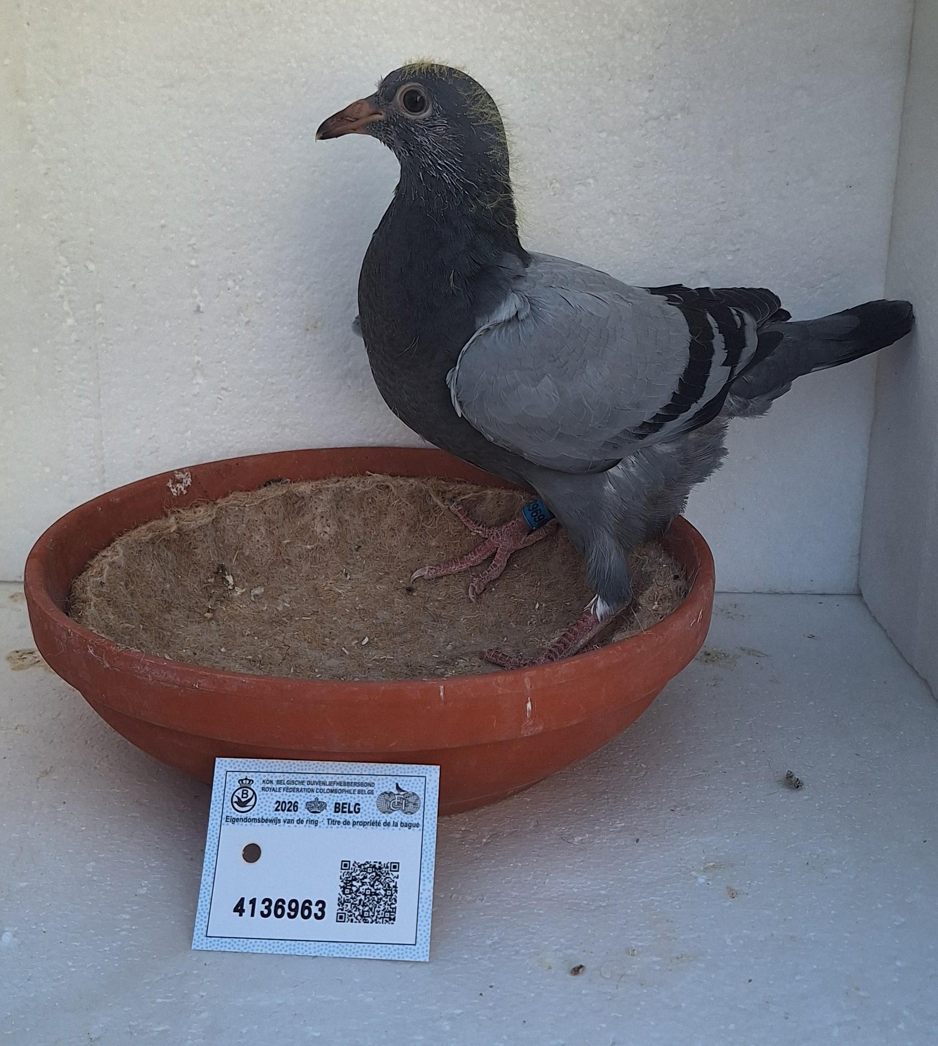 Den 963 - Hoofdafbeelding