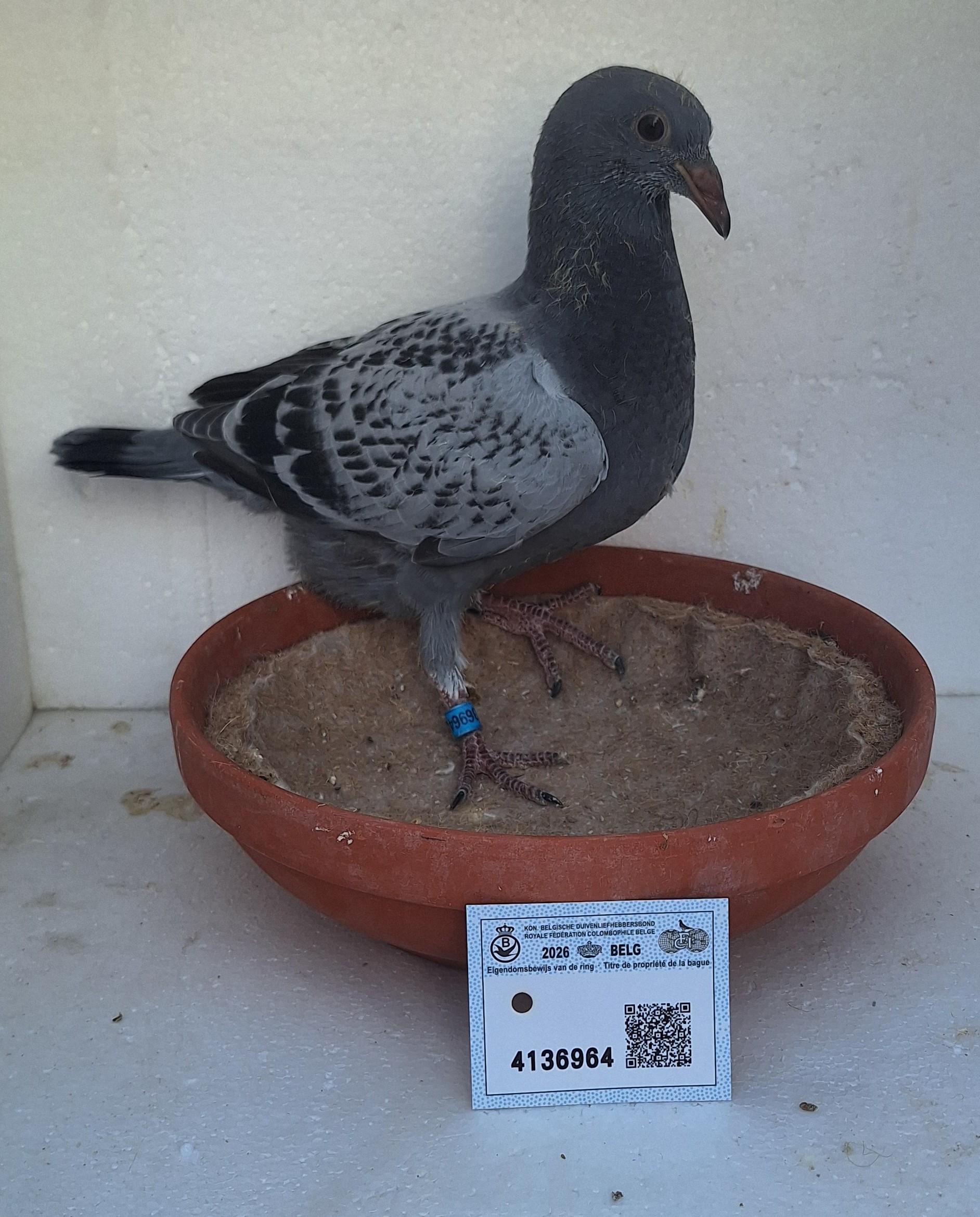 Den 964 - Hoofdafbeelding