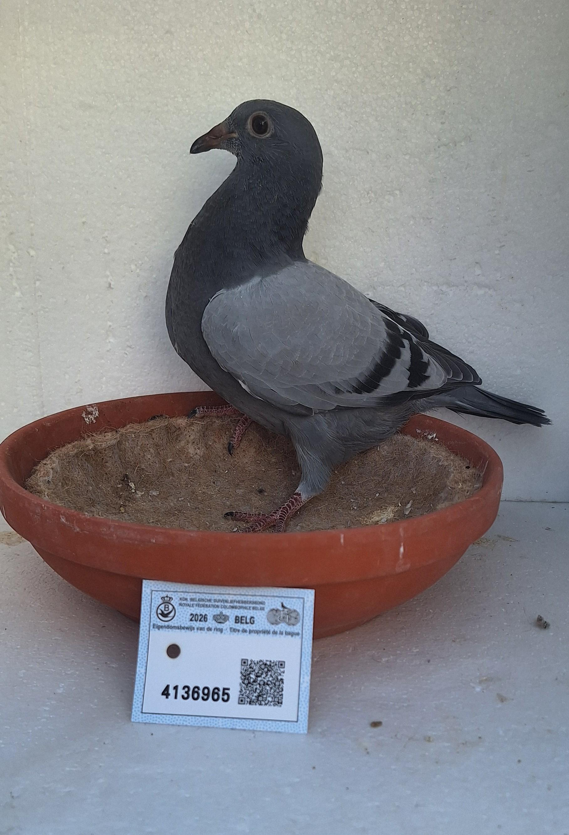 Den 965 - Hoofdafbeelding