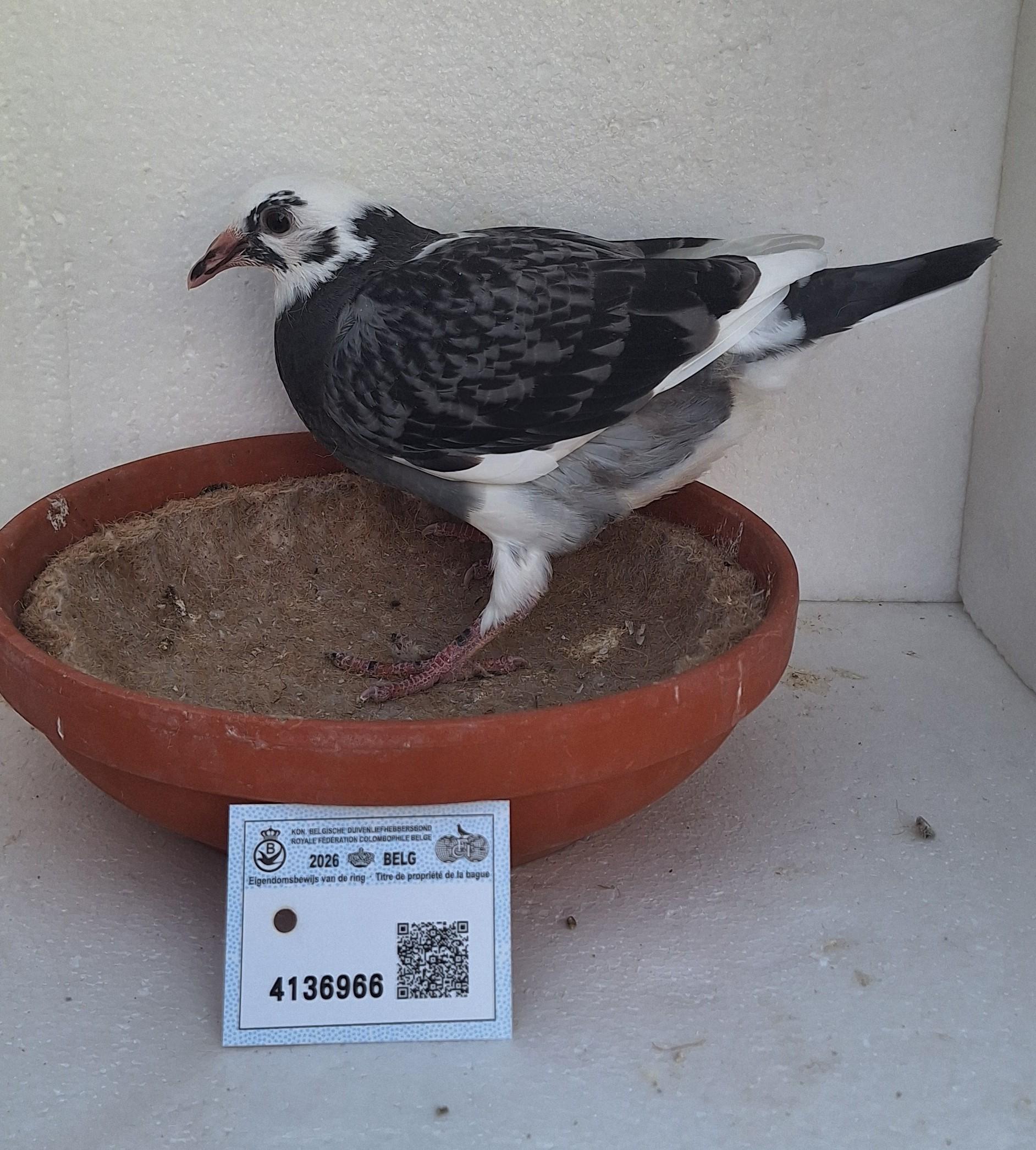 Den 966 - Hoofdafbeelding