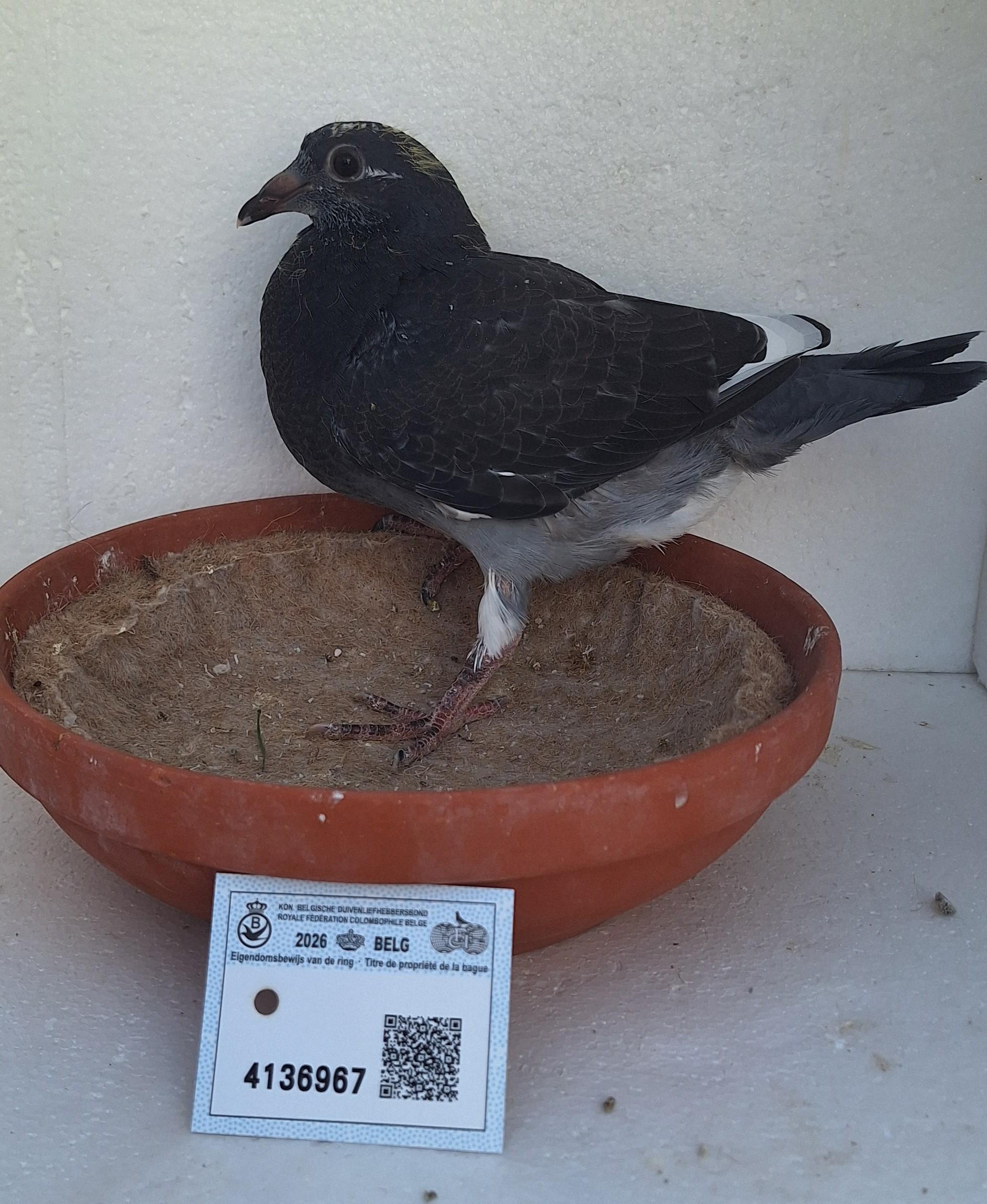 Den 967 - Hoofdafbeelding