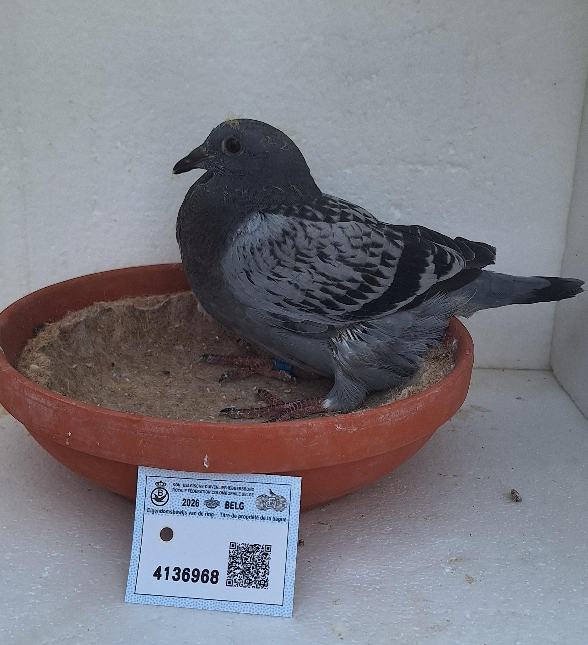 Den 968 - Hoofdafbeelding