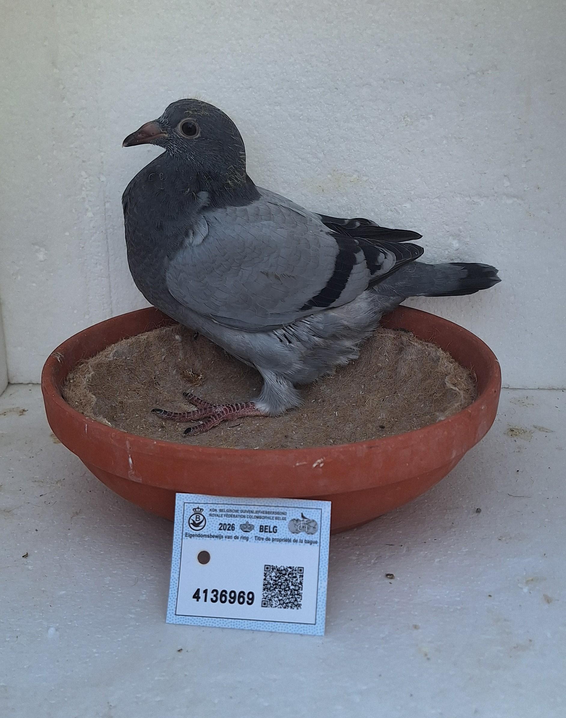 Den 969 - Hoofdafbeelding