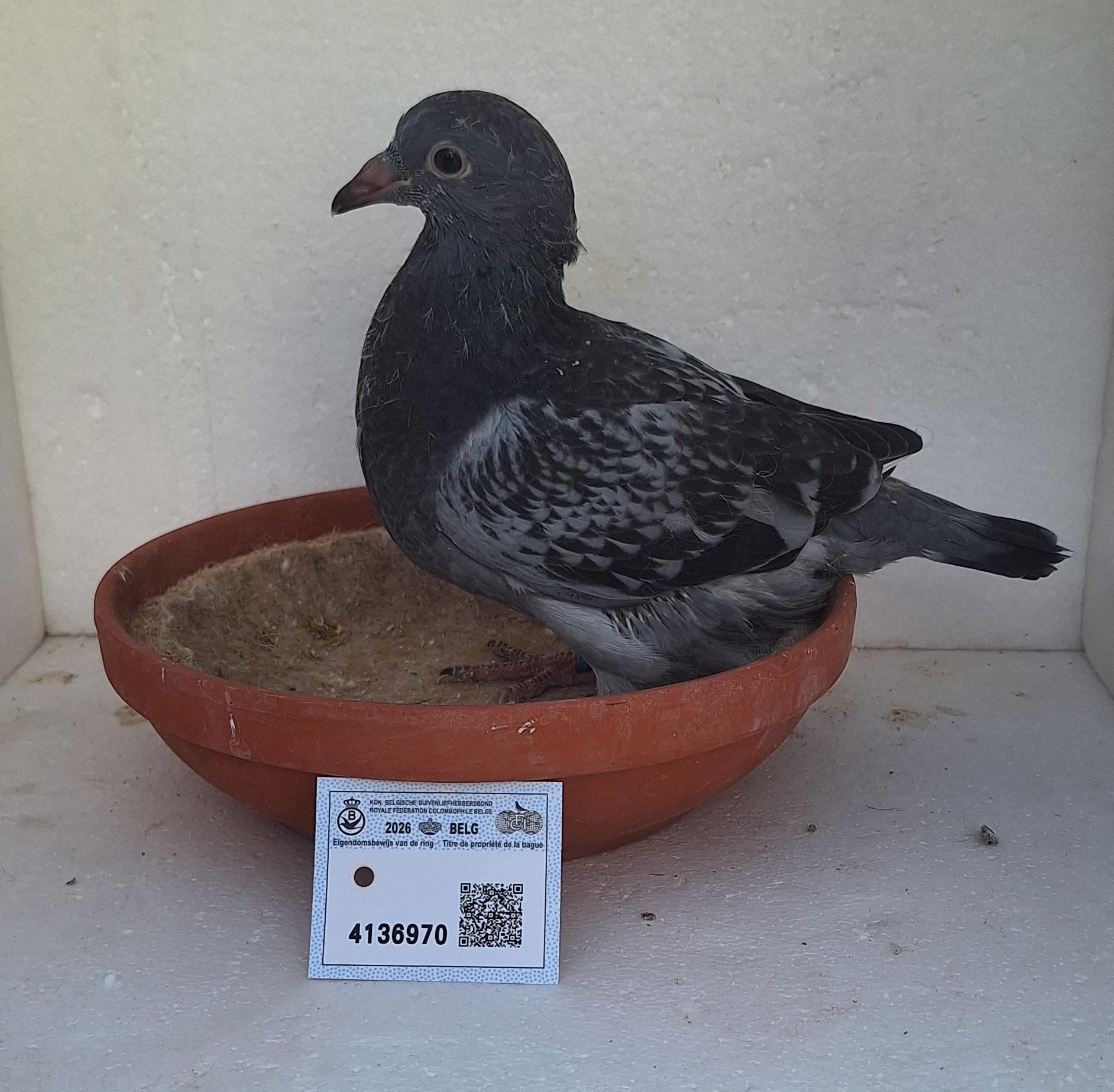 Den 970 - Hoofdafbeelding