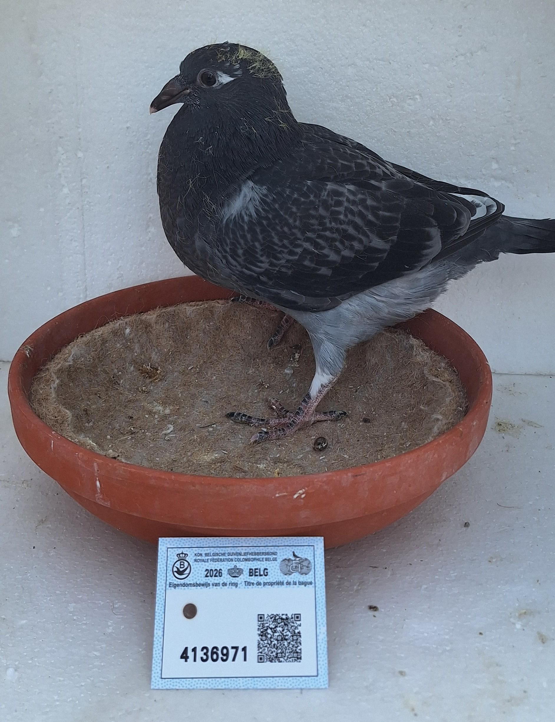 Den 971 - Hoofdafbeelding