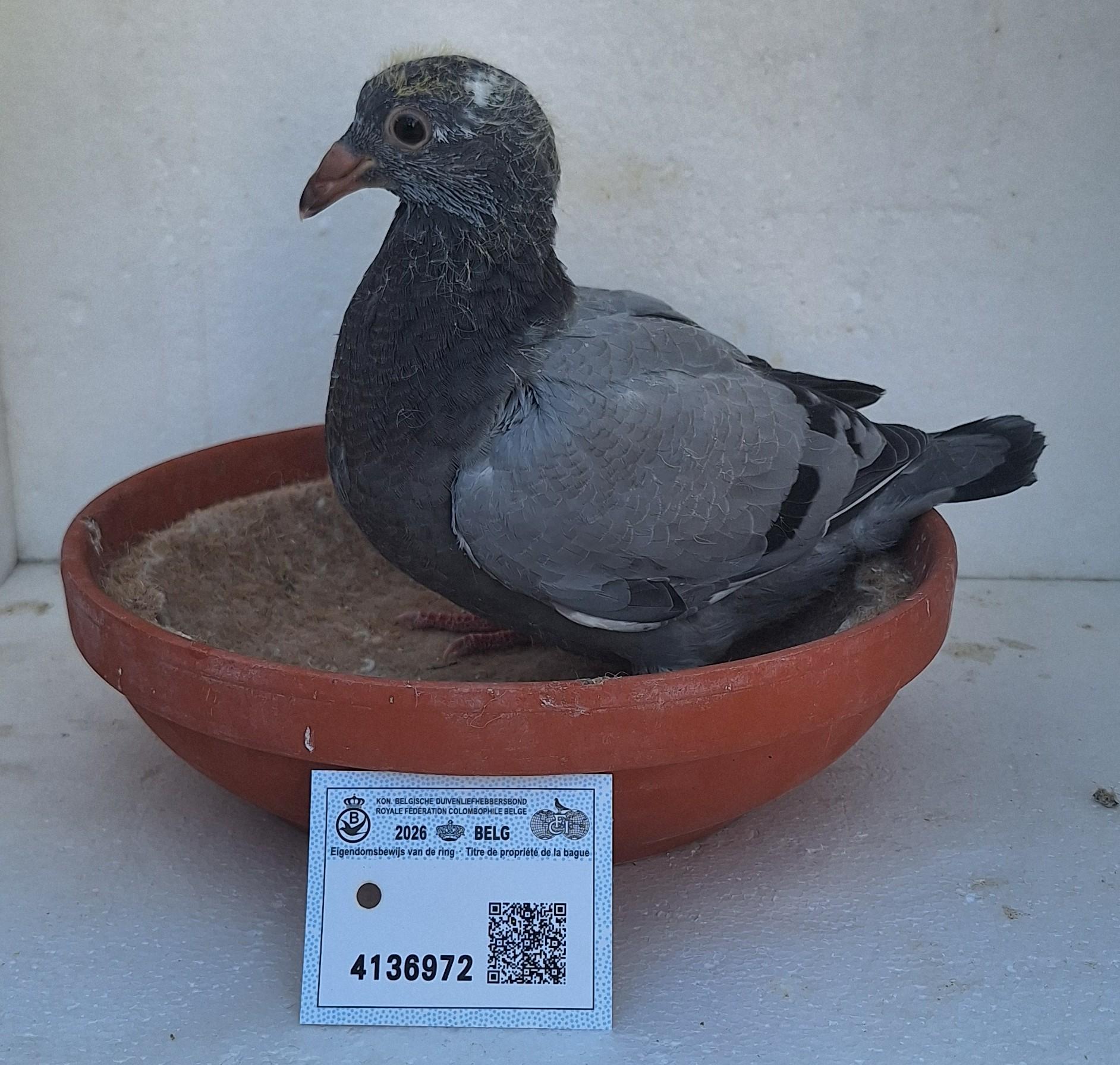 Den 972 - Hoofdafbeelding