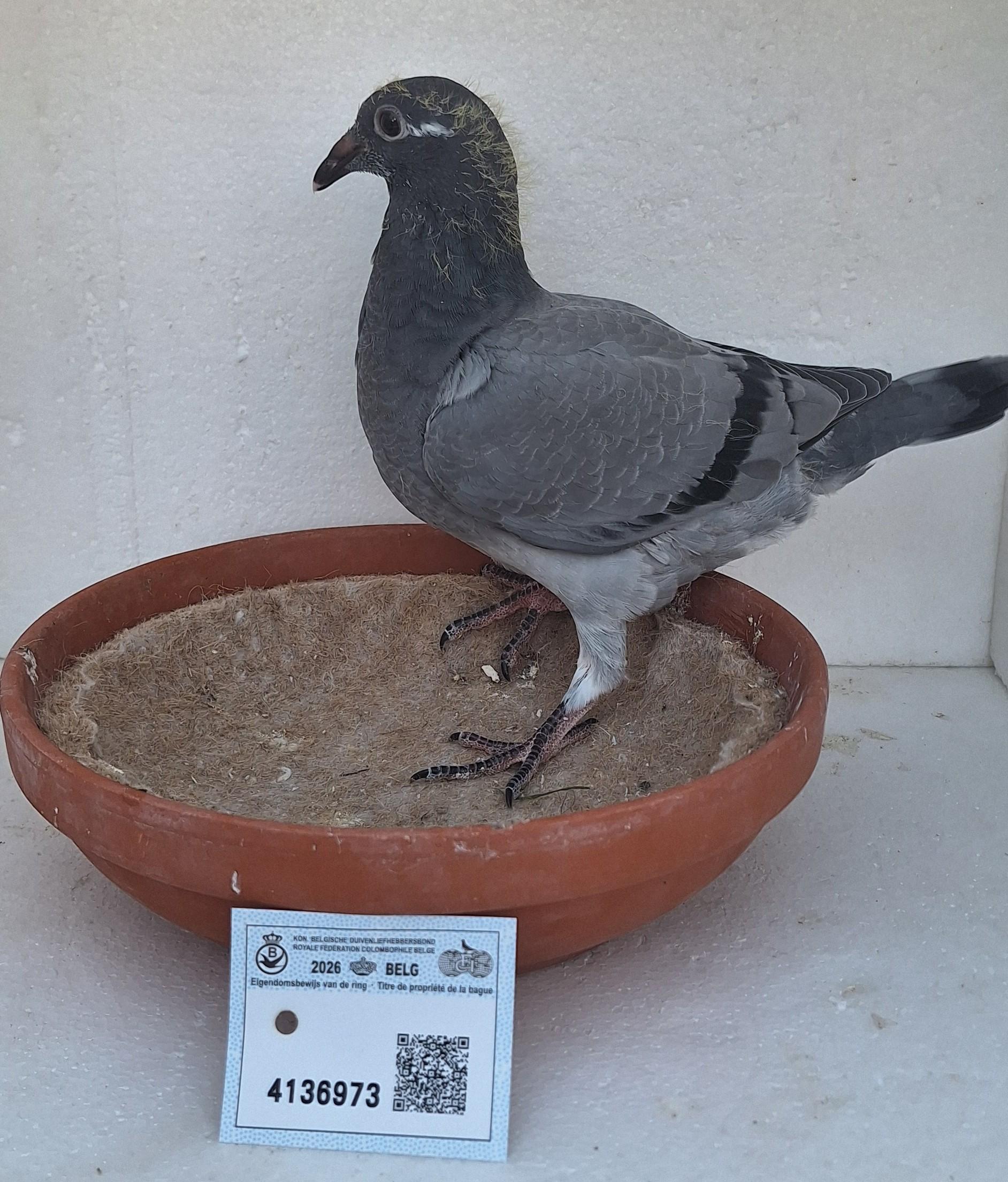 Den 973 - Hoofdafbeelding