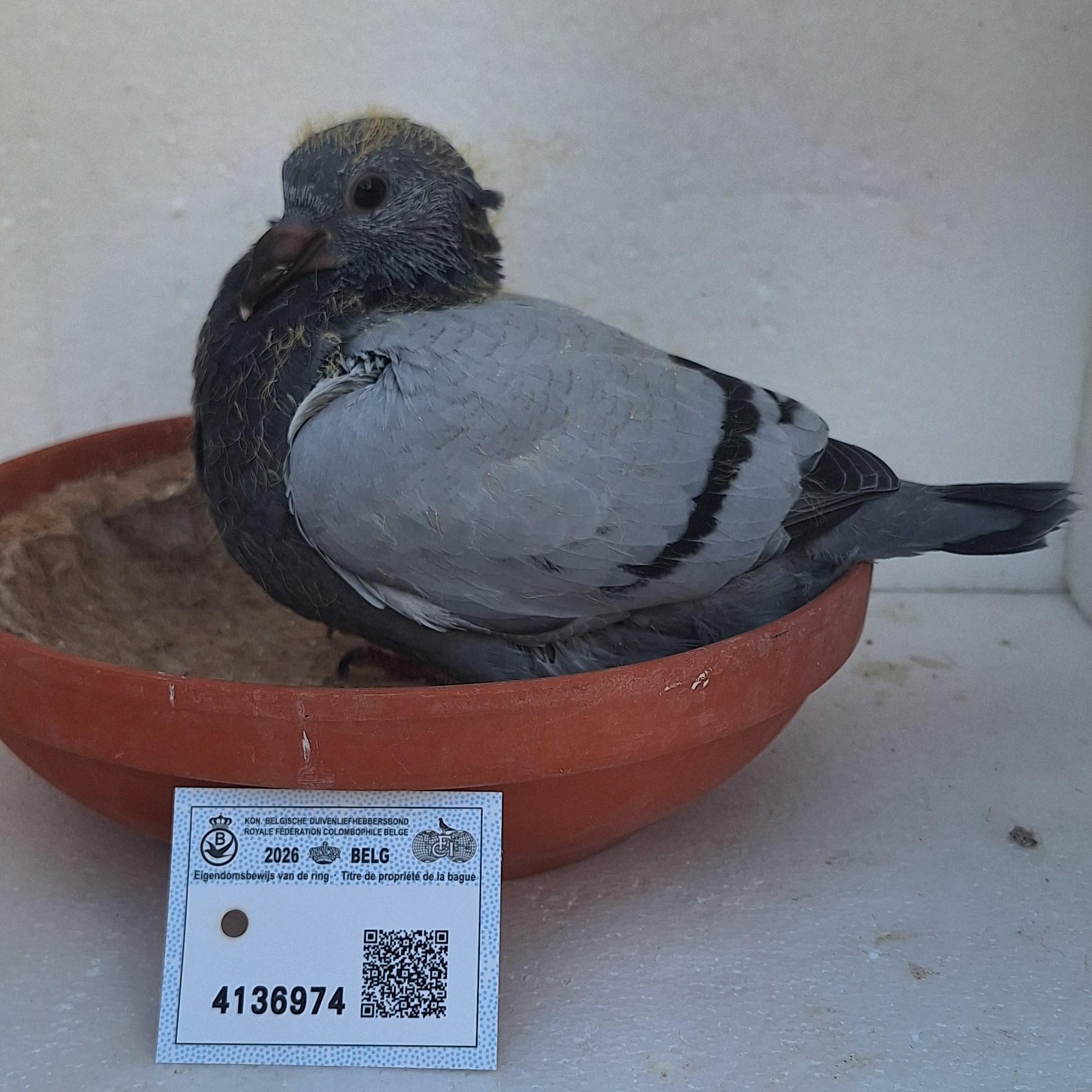 Den 974 - Hoofdafbeelding