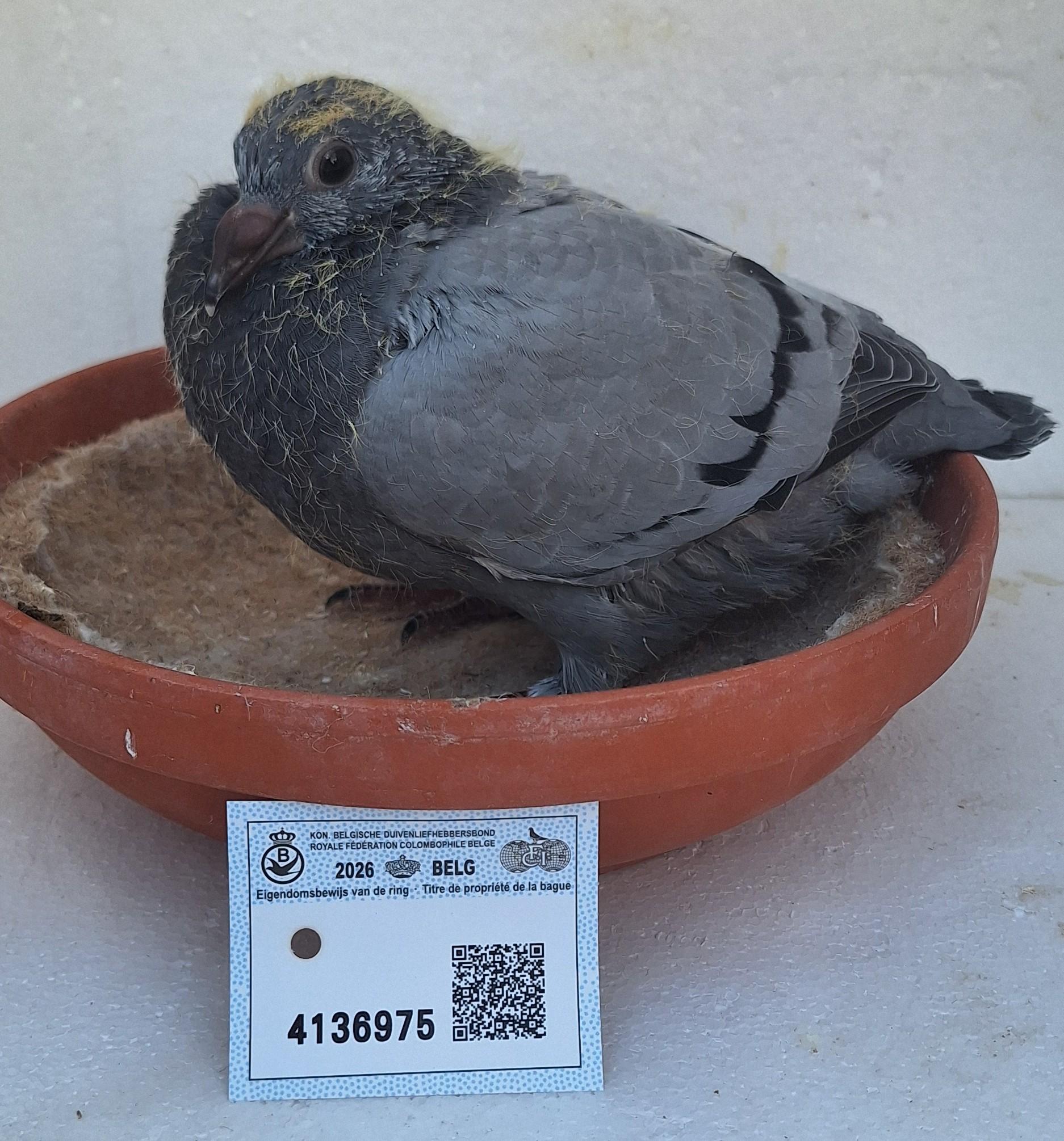 Den 975 - Hoofdafbeelding