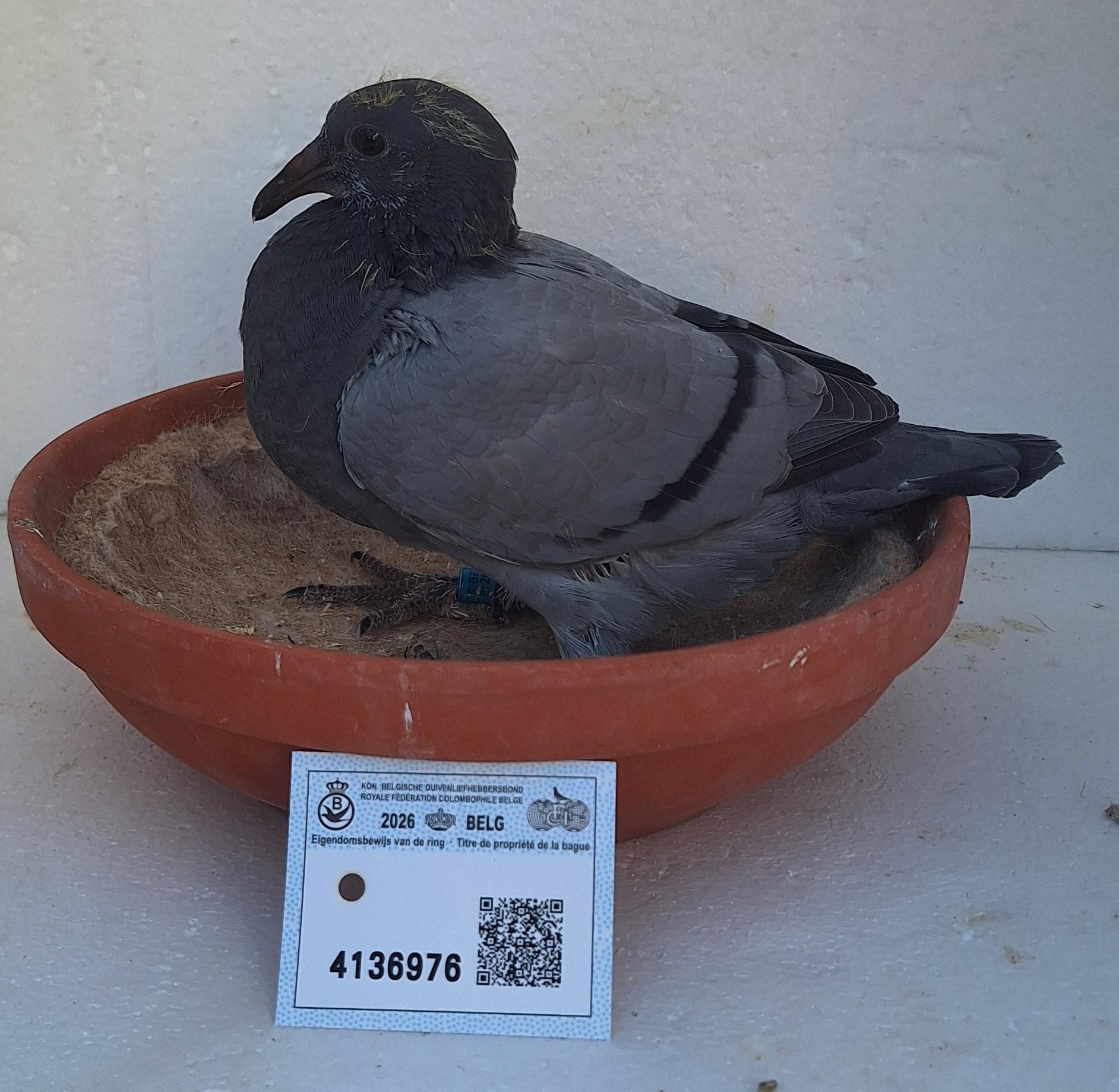 Den 976 - Hoofdafbeelding