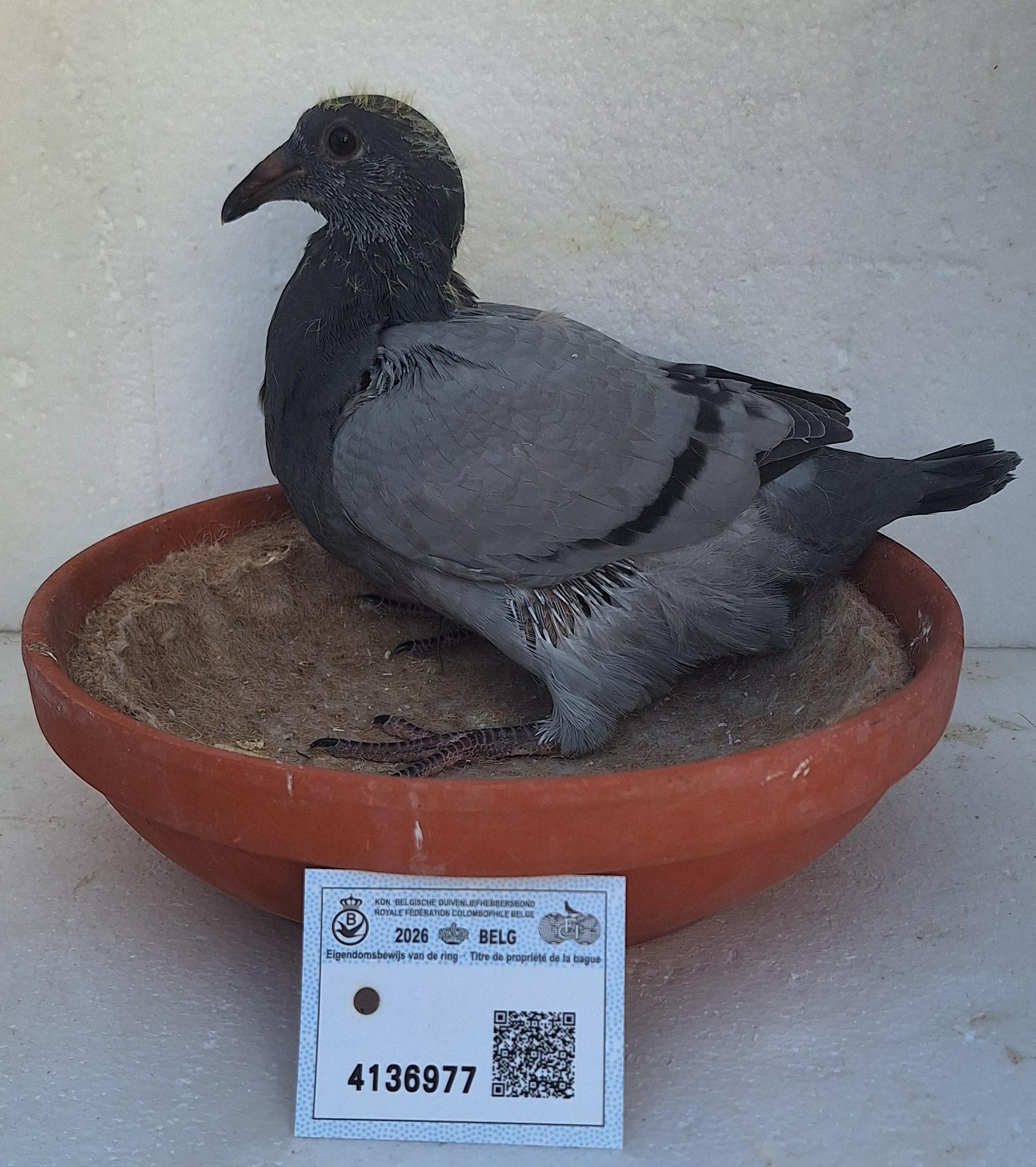 Den 977 - Hoofdafbeelding