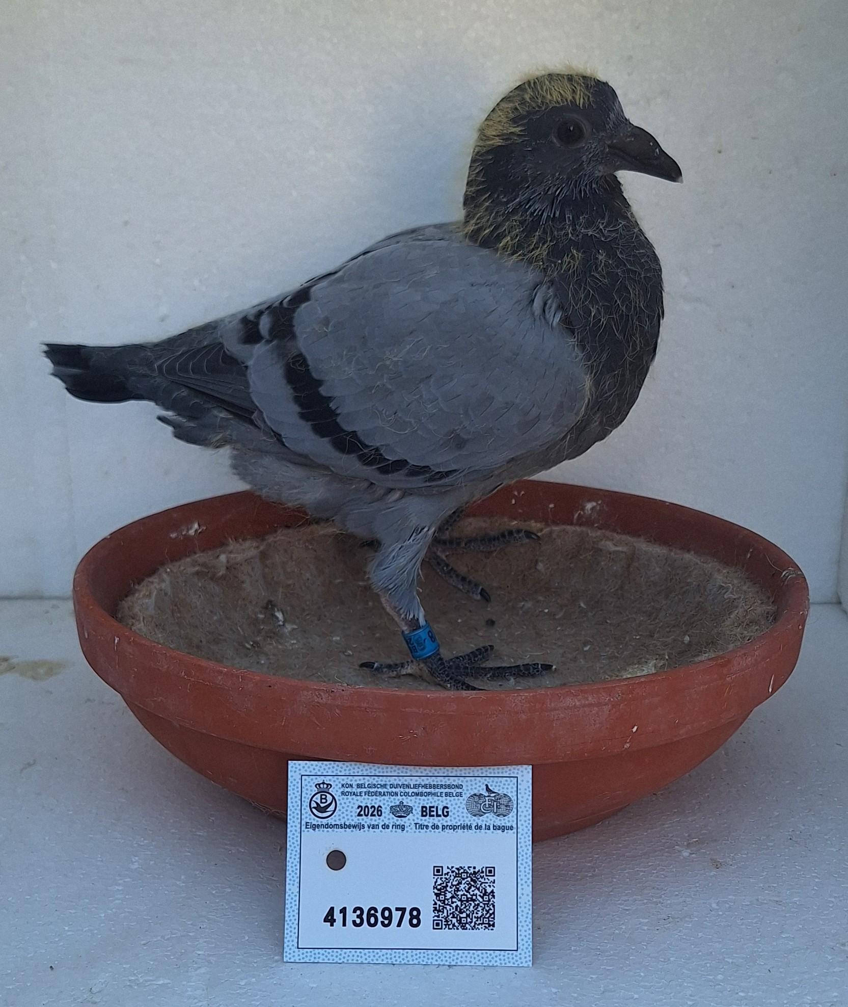 Den 978 - Hoofdafbeelding