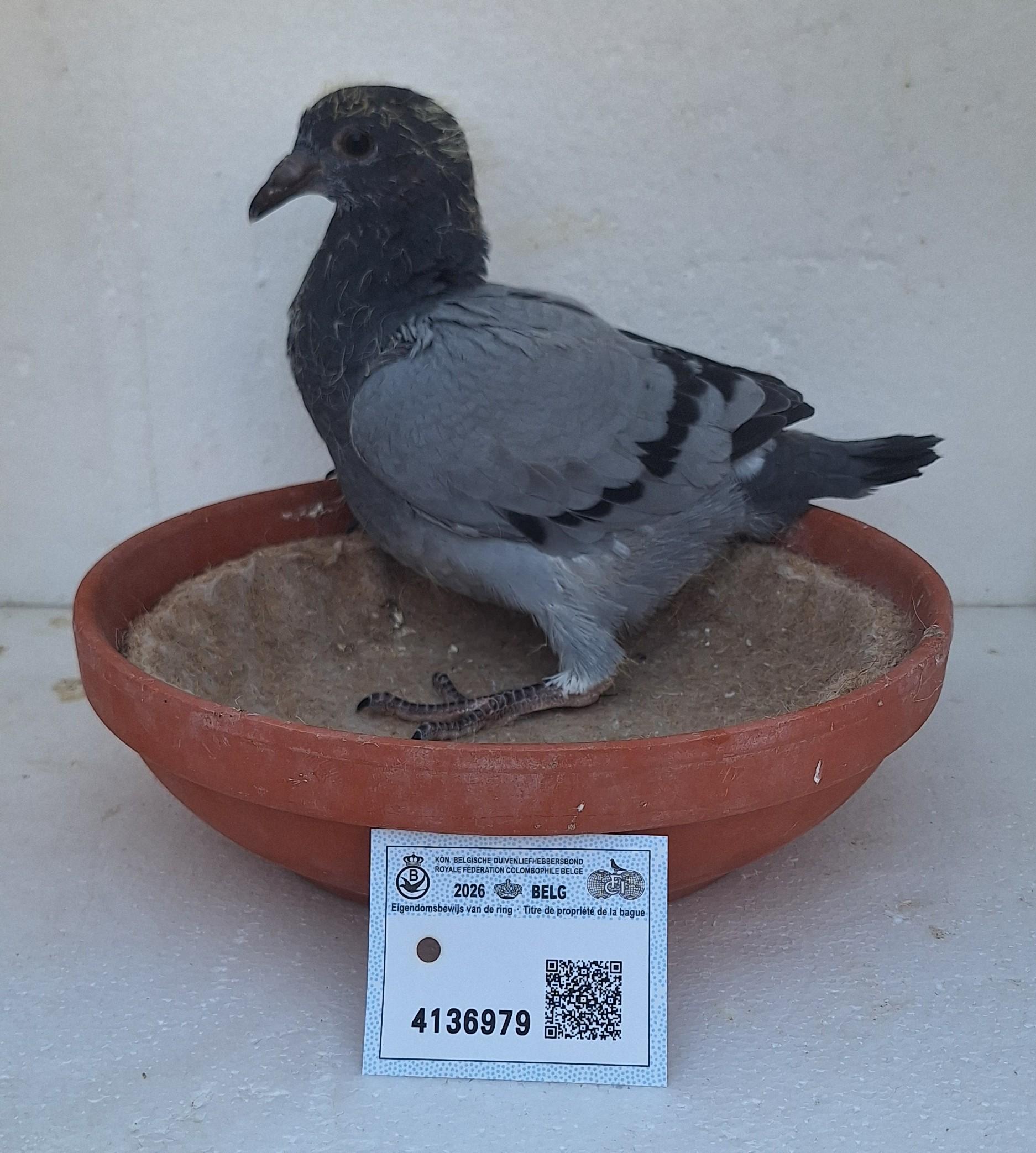 Den 979 - Hoofdafbeelding