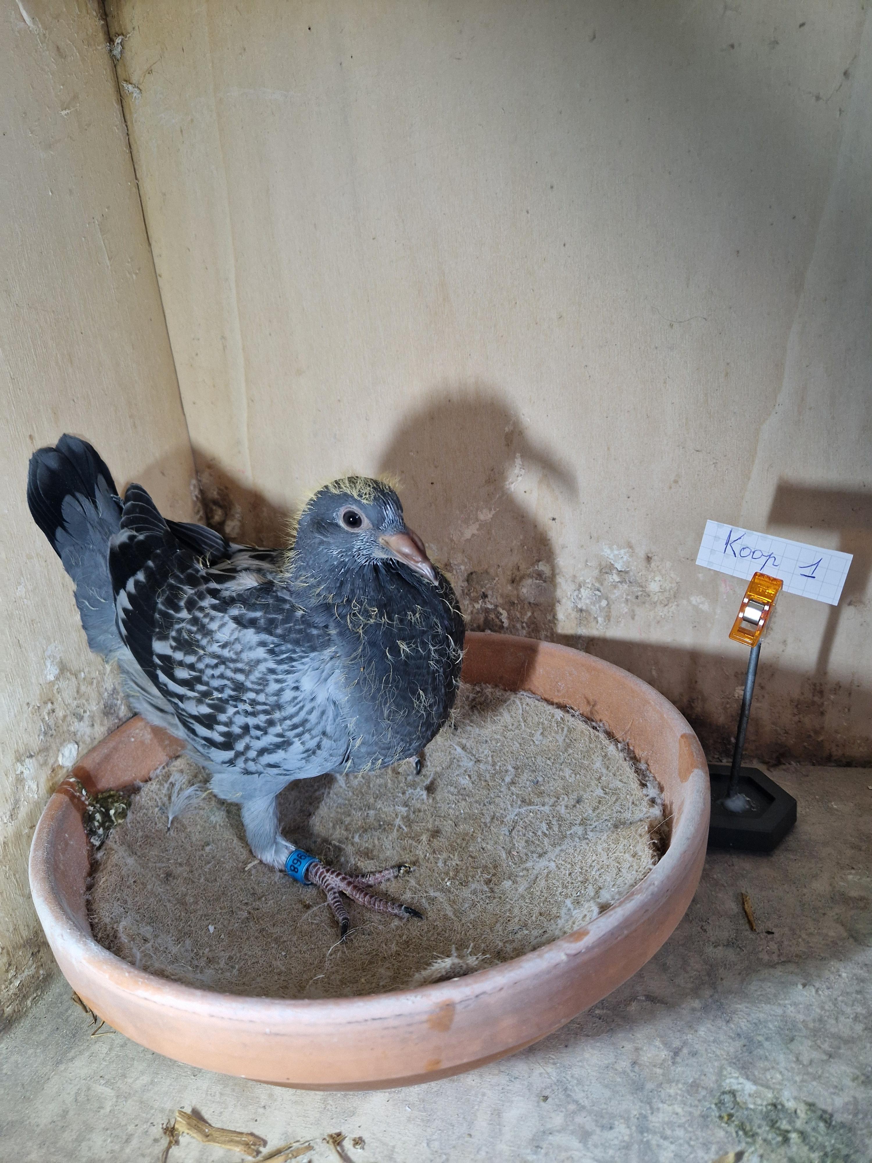 Kleinkind 1.Prov & 18. Nat As KBDB Fond Jaarse 2014