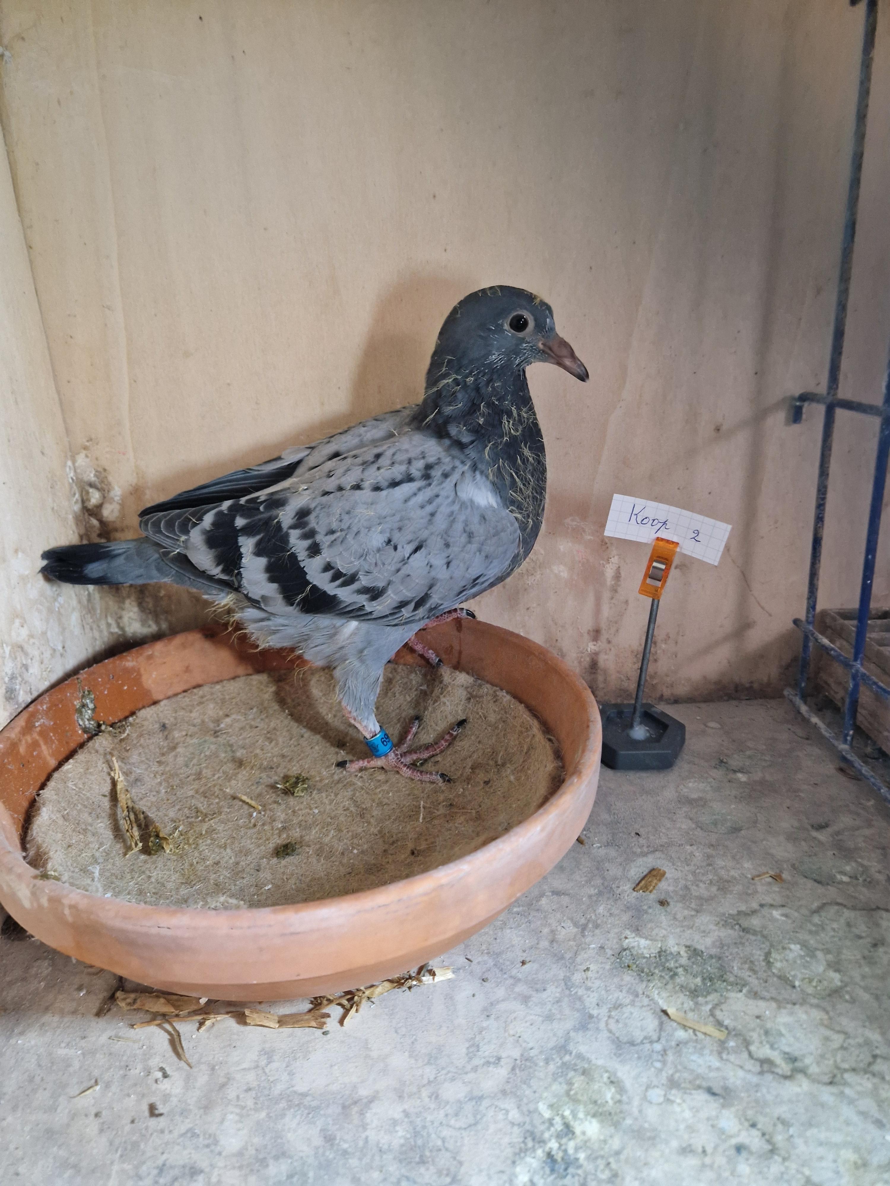 Lijn 2. Prov As KBDB Fond 2022