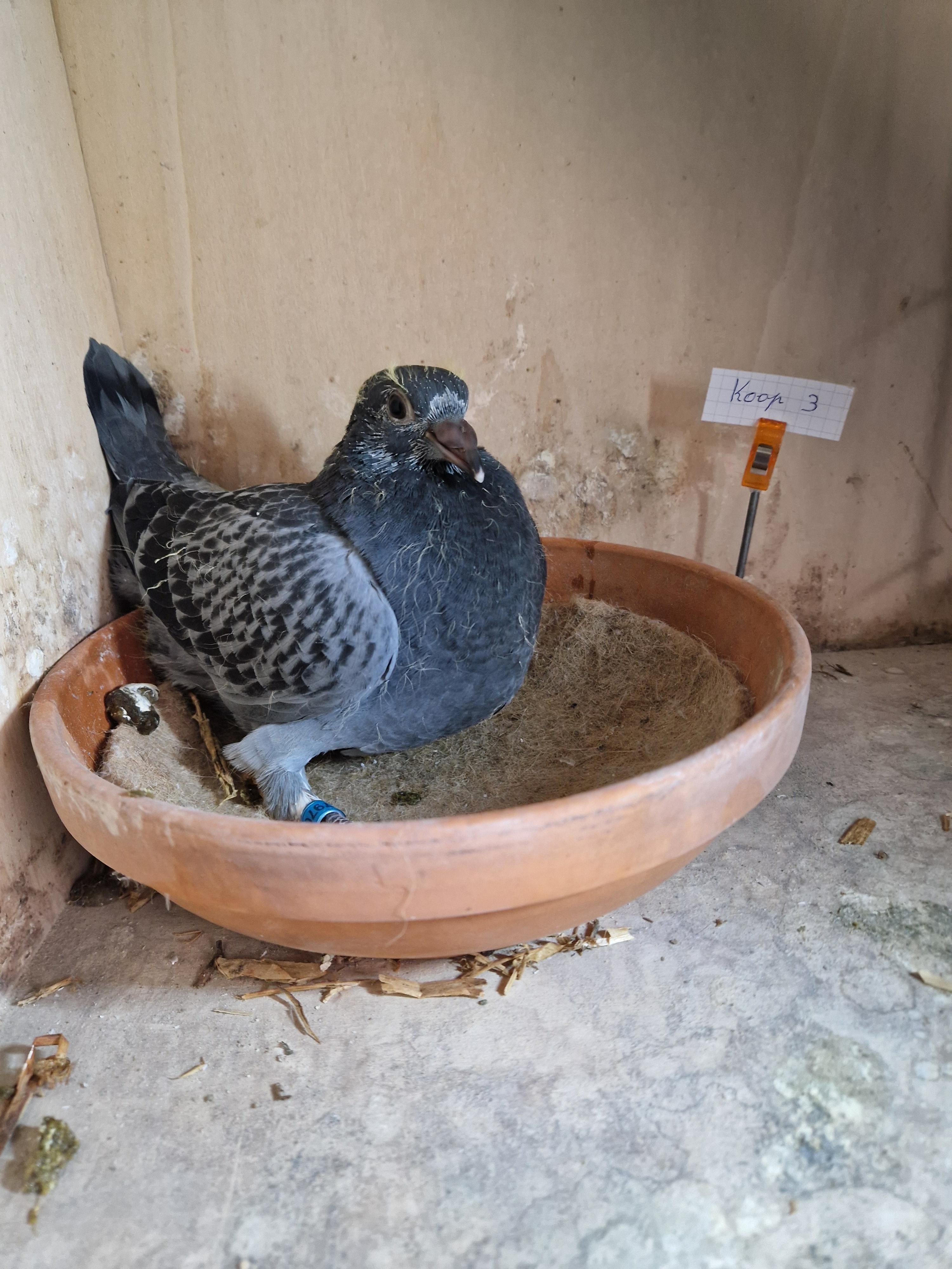 Lijn “Roemelu” 5. Prov Libourne …