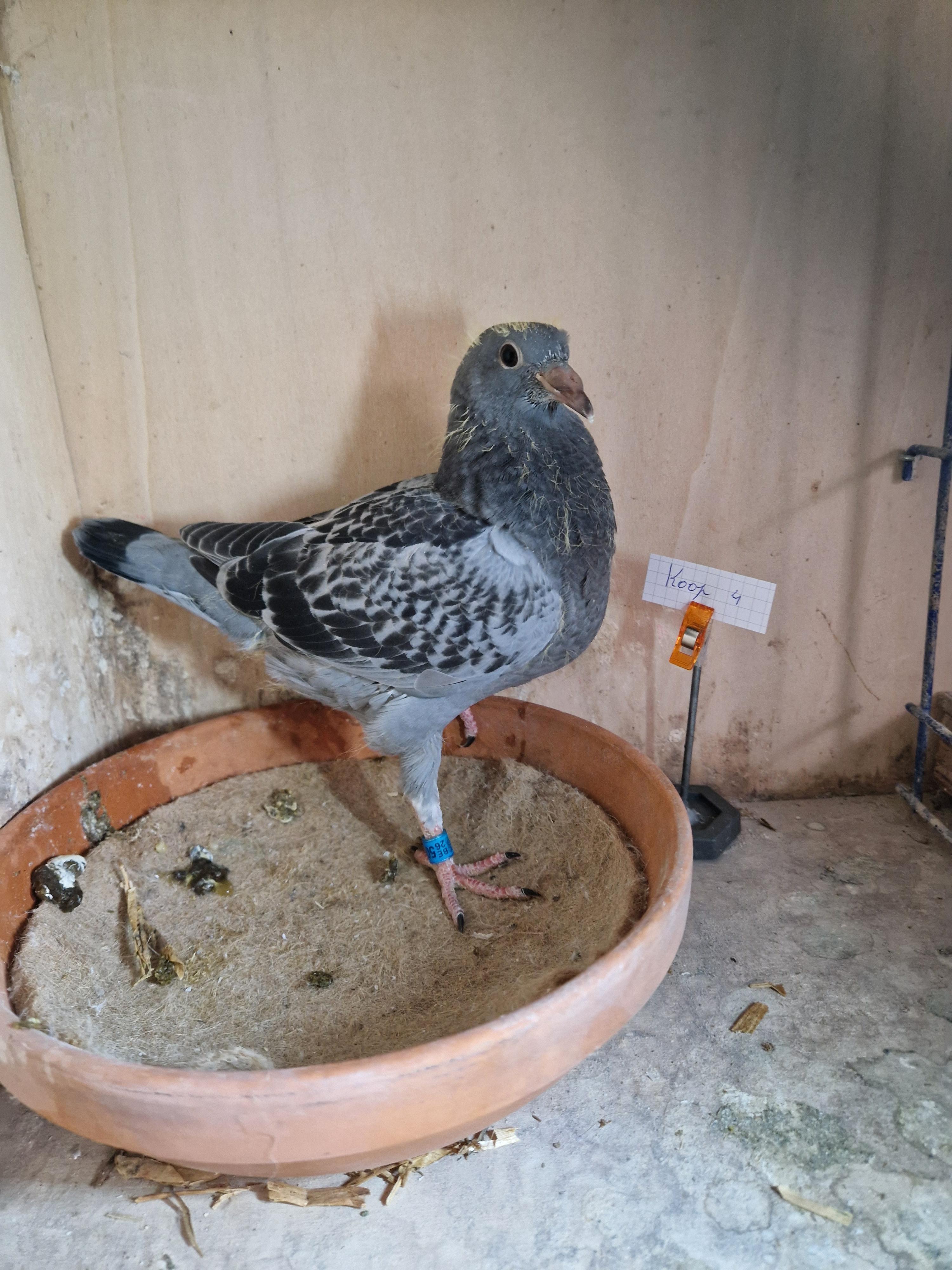 Lijn Roemelu, Radja, Wout & Milleke