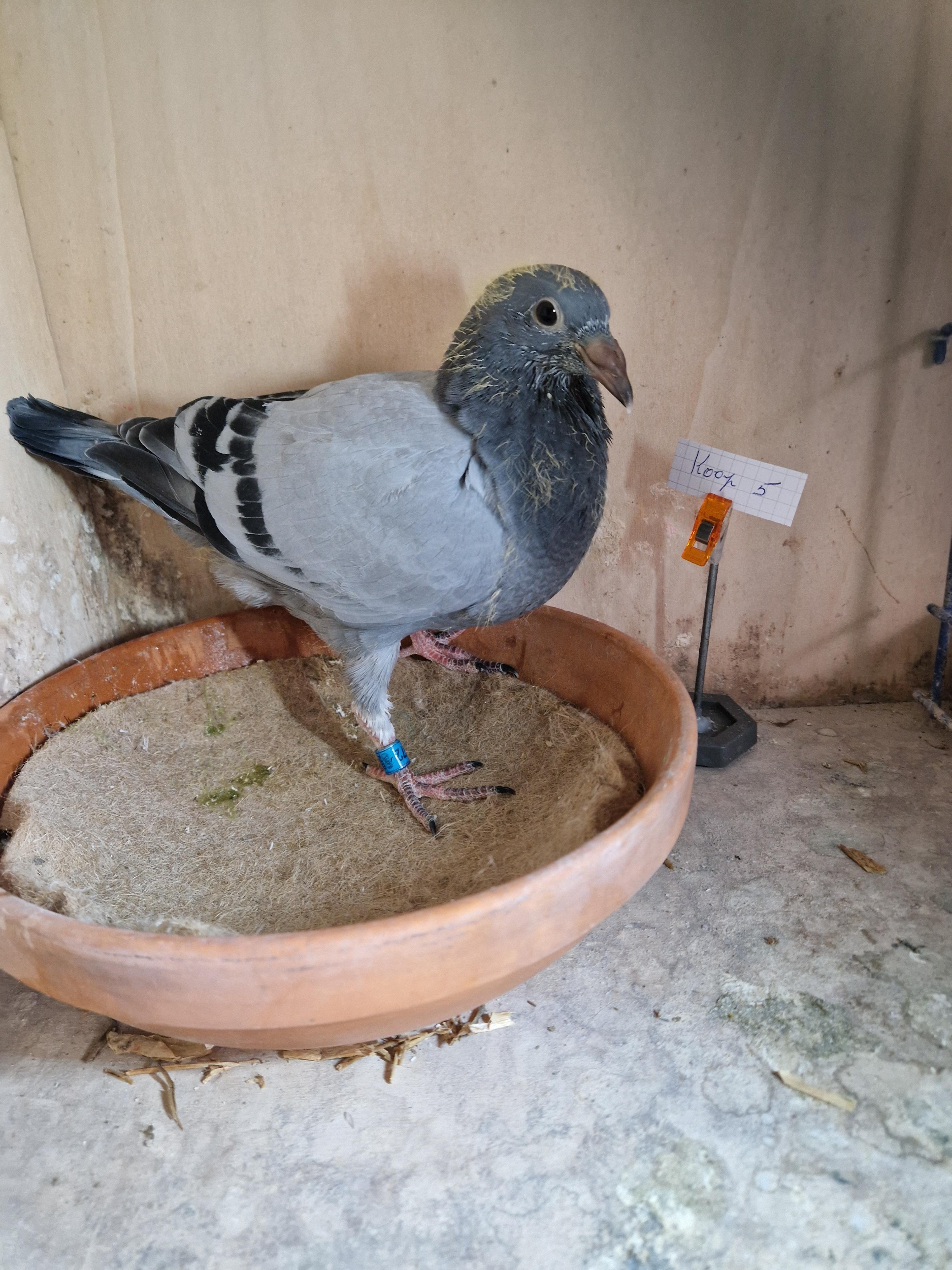 Lijn Roemelu, Radja, Wout & Milleke
