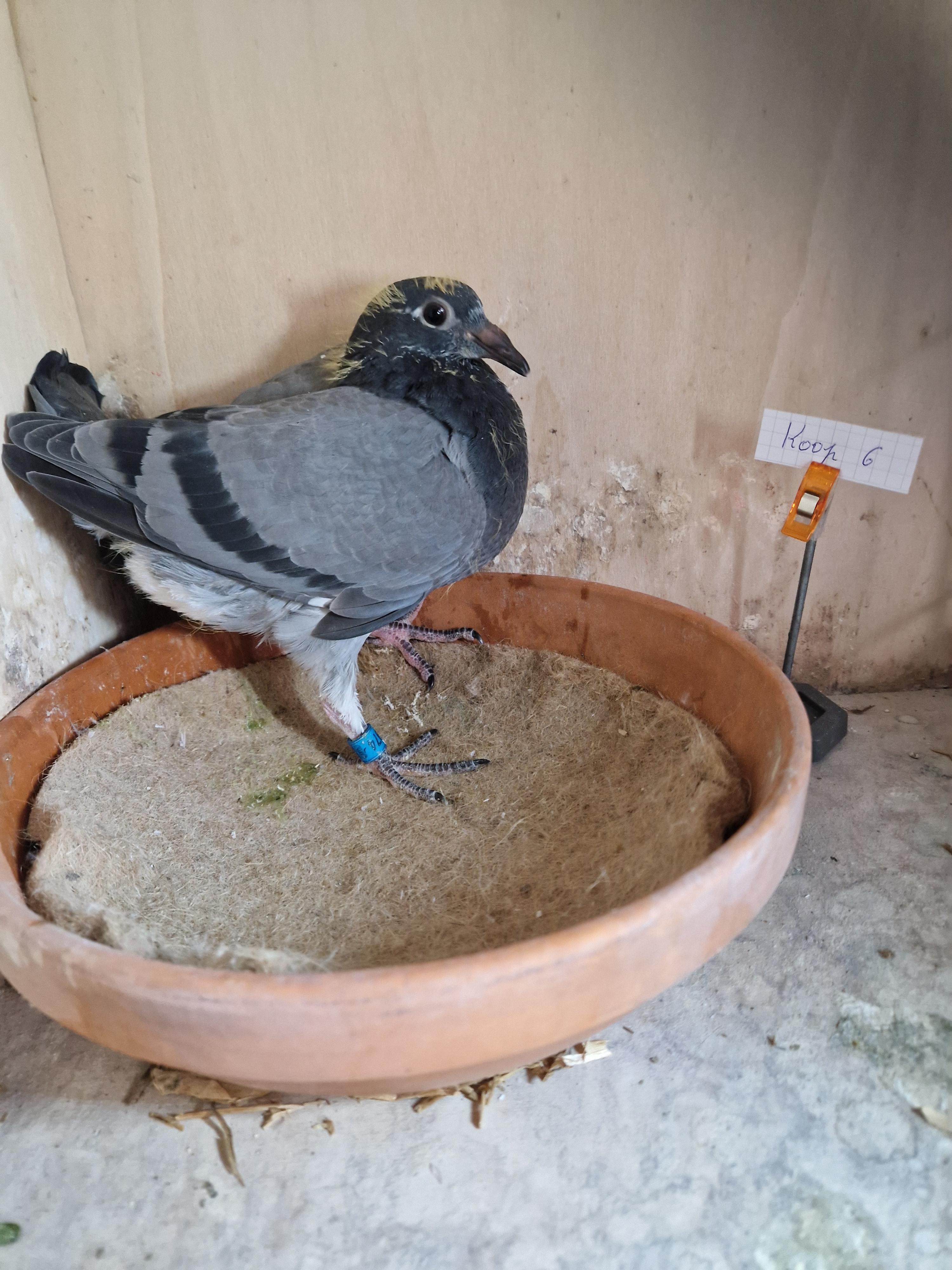 Kind 1./338 La-Souteraine & Kleinkind 1. Prov As KBDB Fond 2014