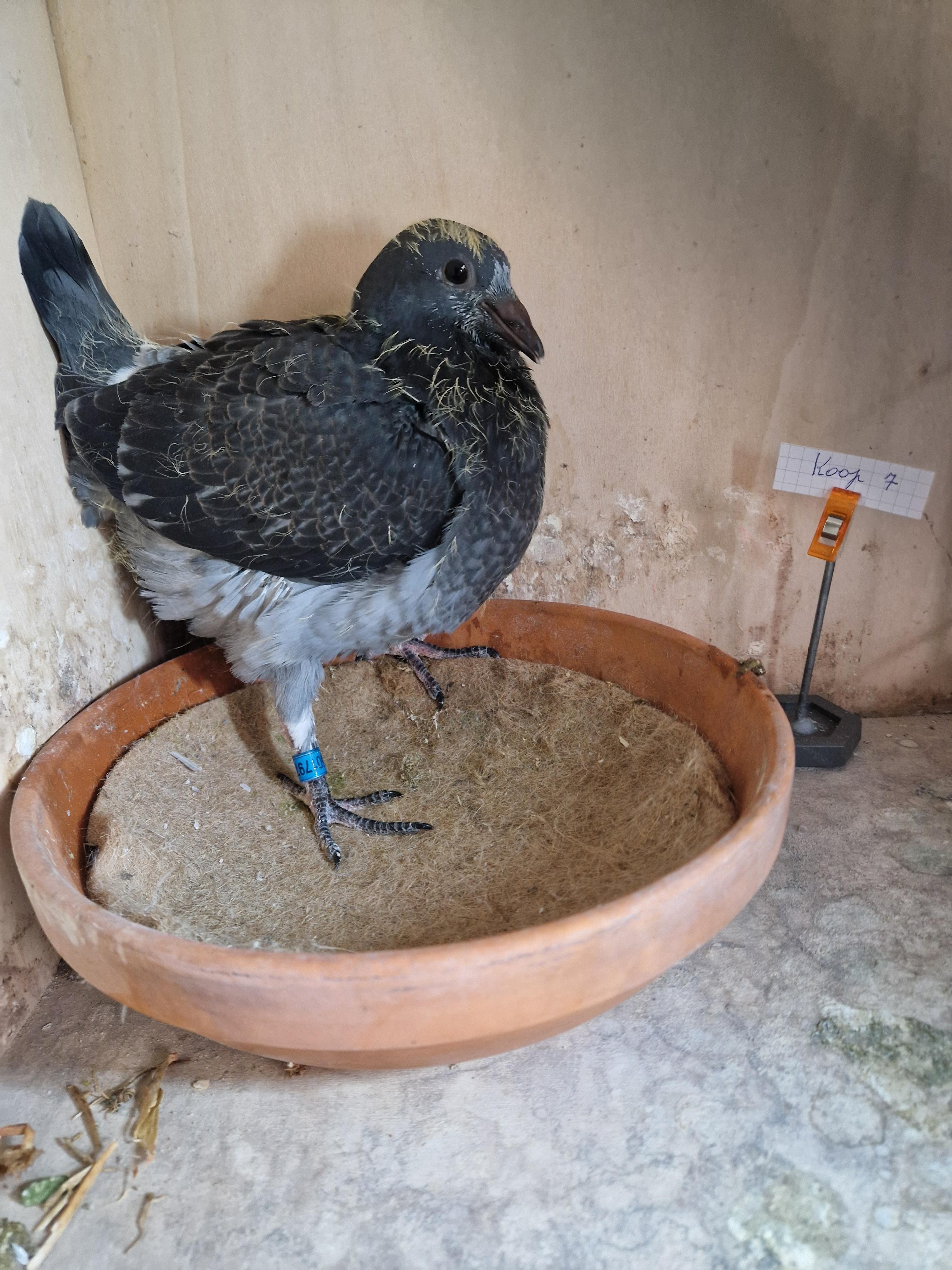 Kind 72. Beste fond duif van Belgje Pipa Ranking 2022