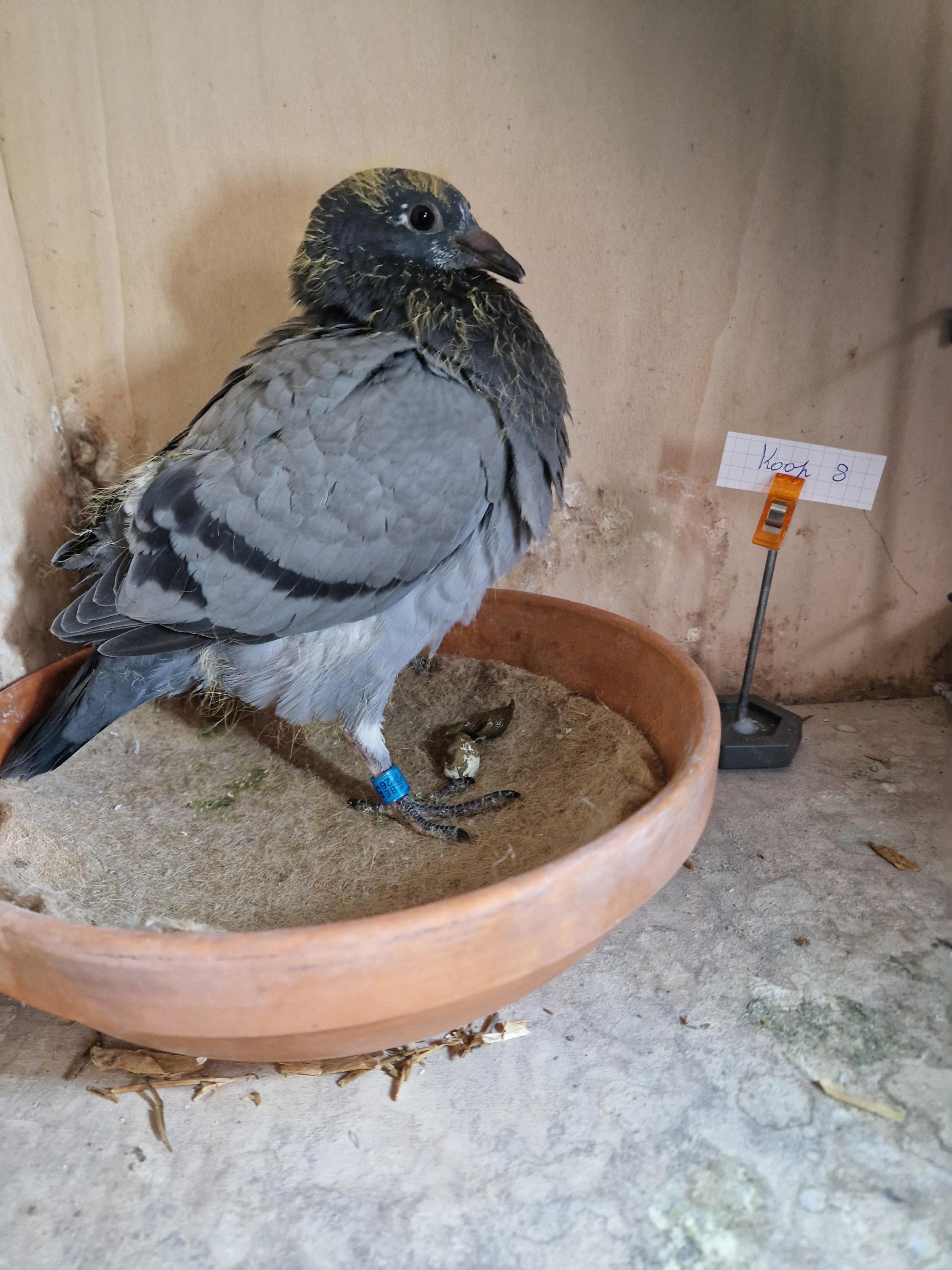 Kind 72. Beste fond duif van België Pipa Ranking 2022