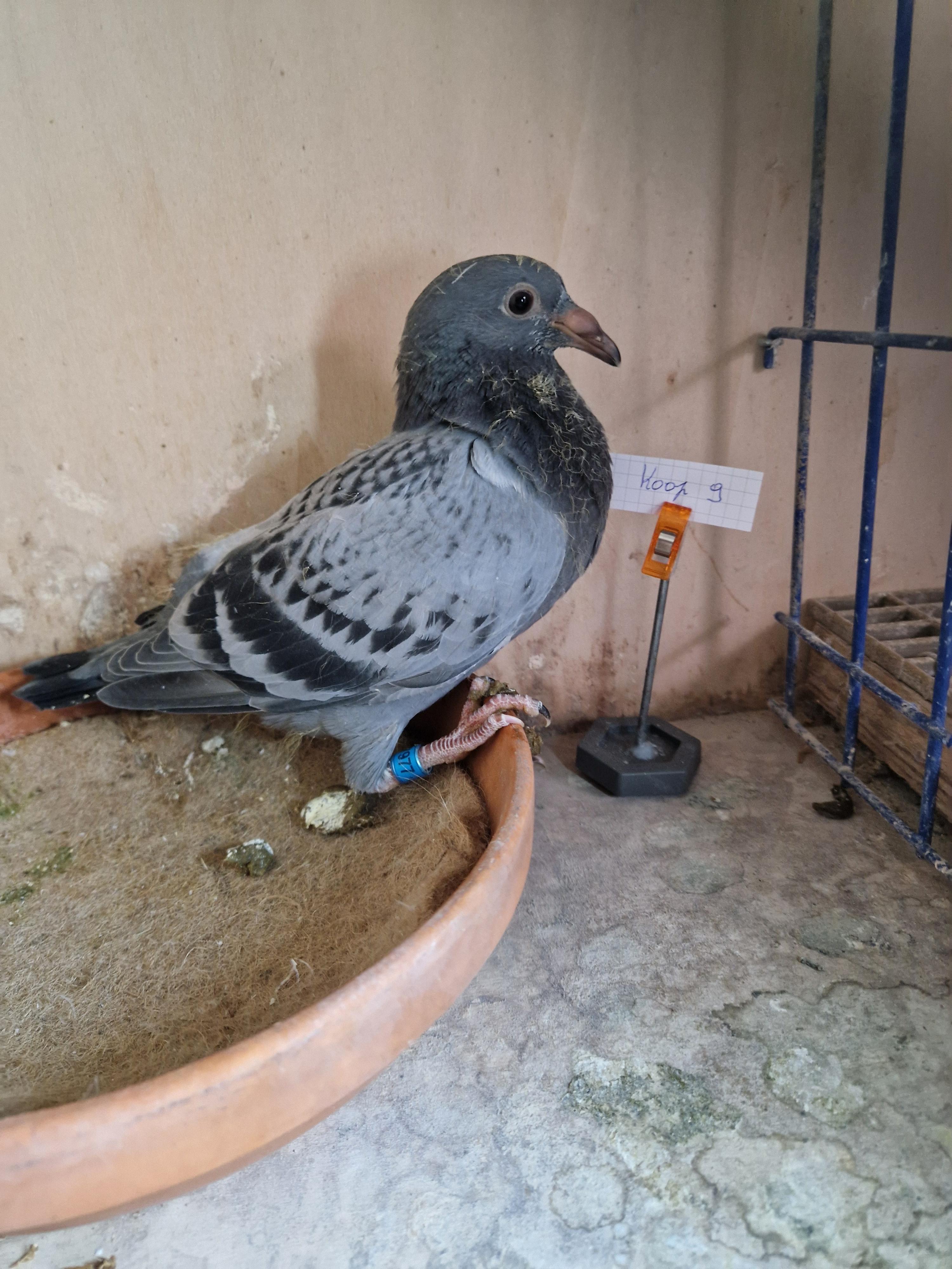 Lijn “Radja” 1. Provinciaal Angouleme , 11. & 25.Beste Fond duif van België Pipa Ranking