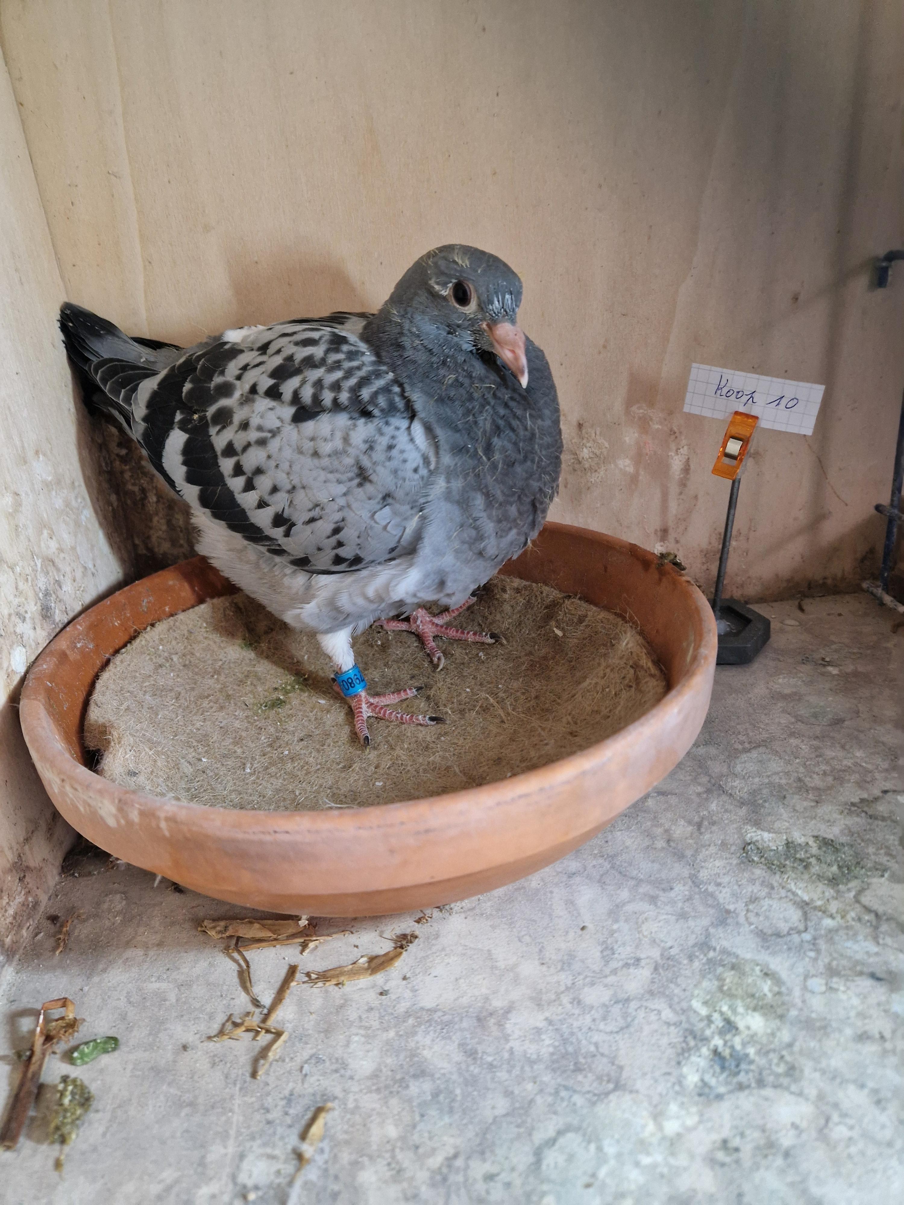 Kind 6. Asduif Rhone Vallei LFMC 2025