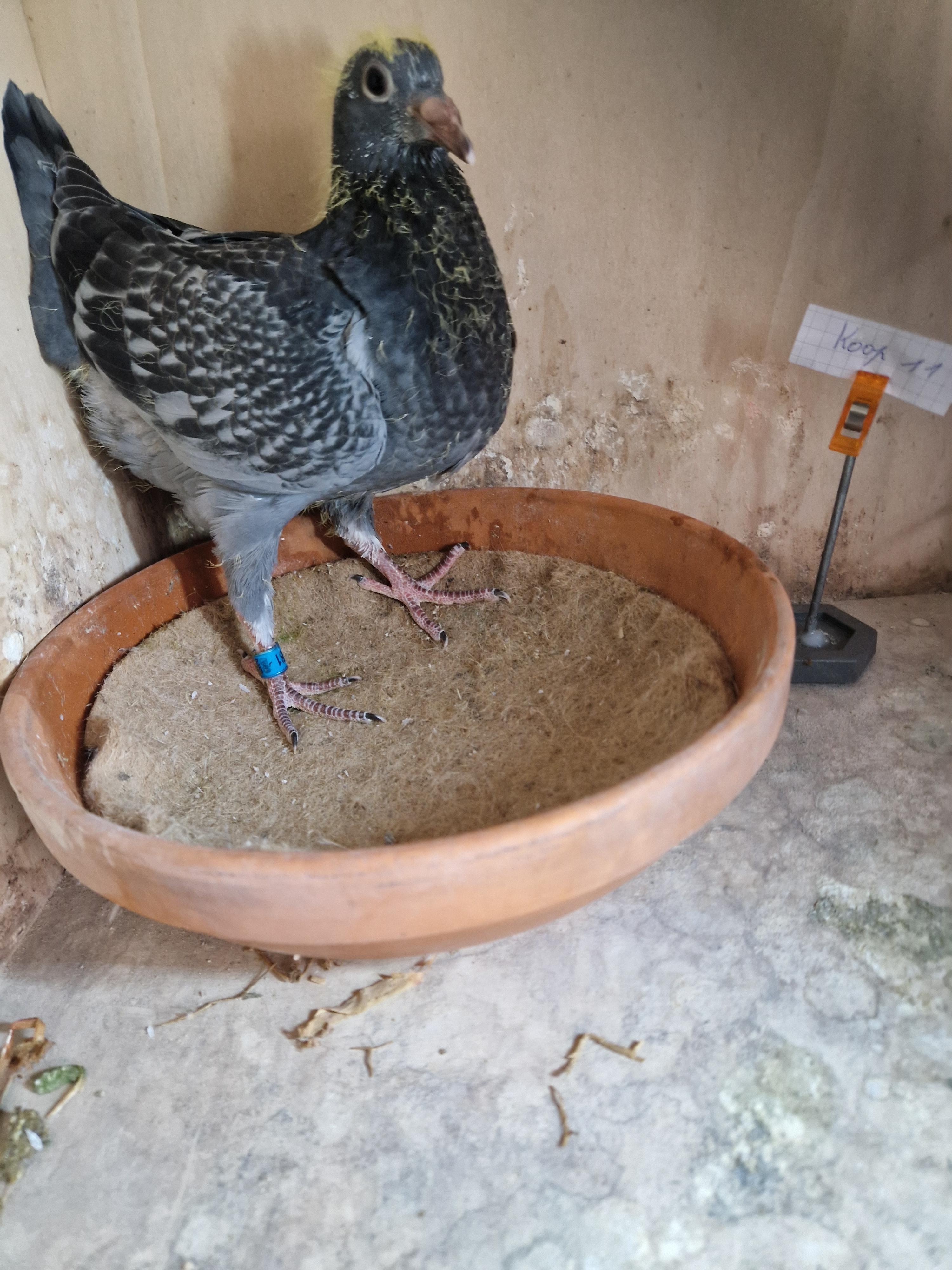 Kind 26. Prov Limoges, 44. Prov Perigueux, …