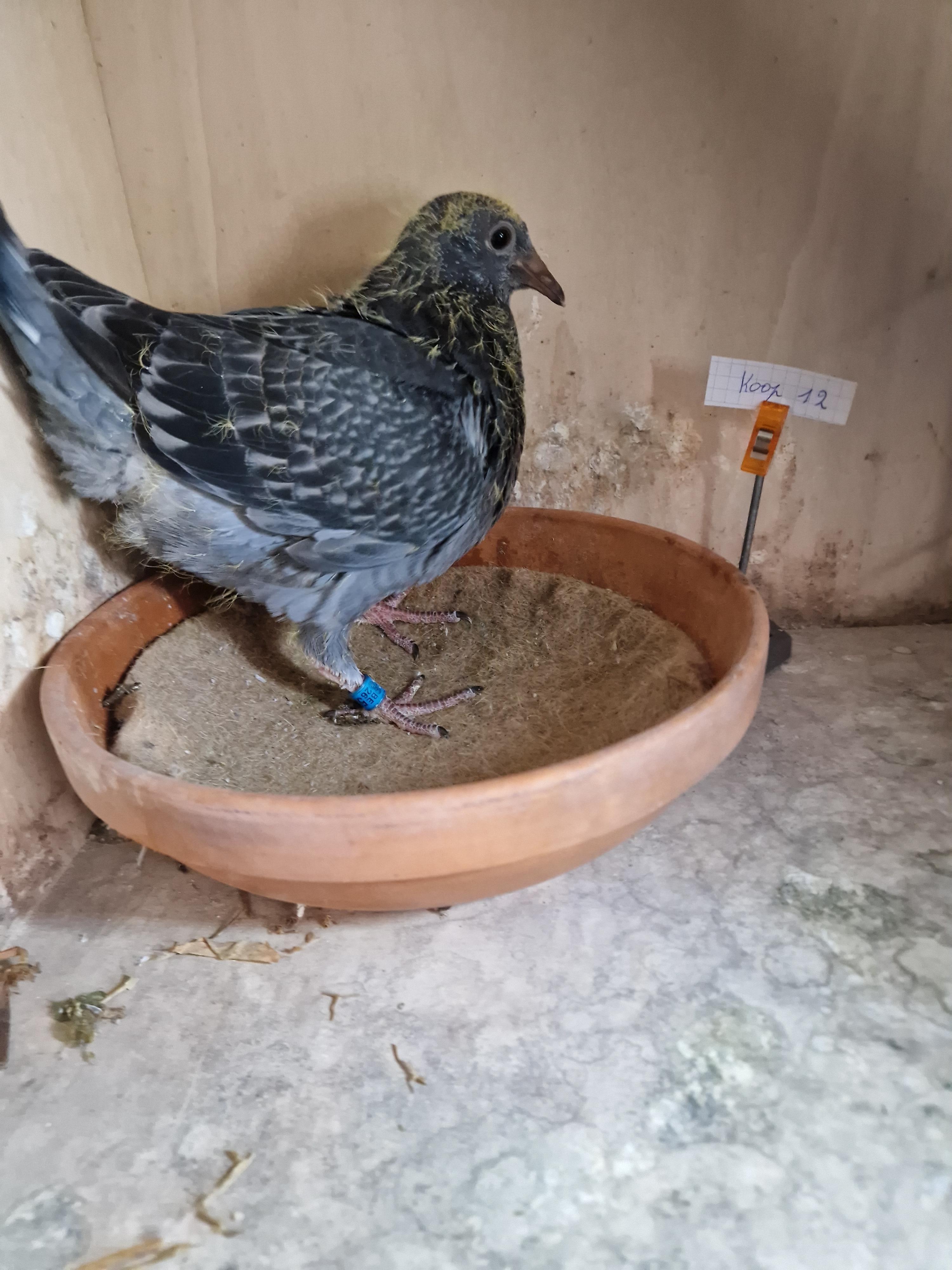 Kind 26. Prov Limoges, 44. Prov Perigueux, …