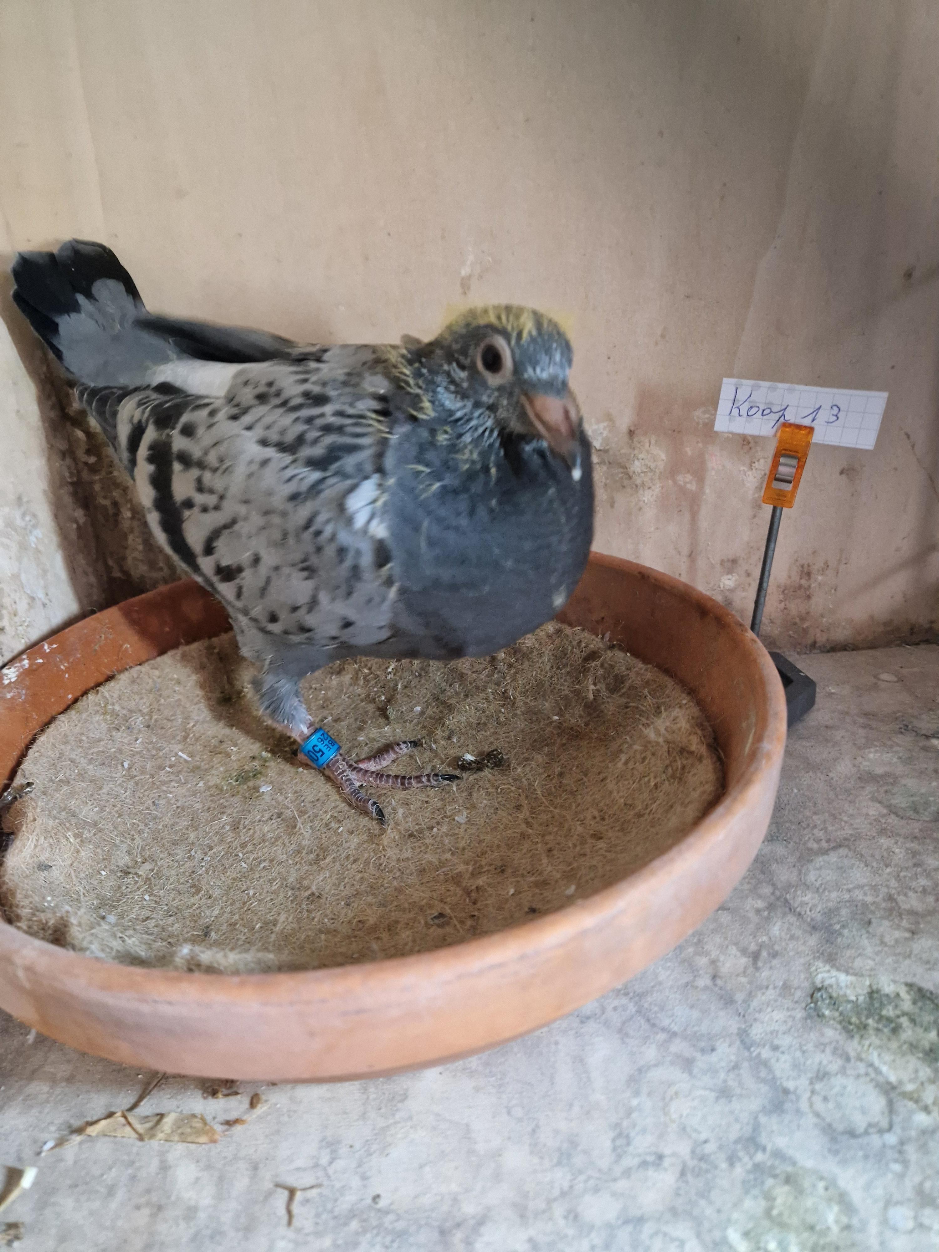 Kleinzoon “Roemelu” x Inteelt “Kleine Sagan”