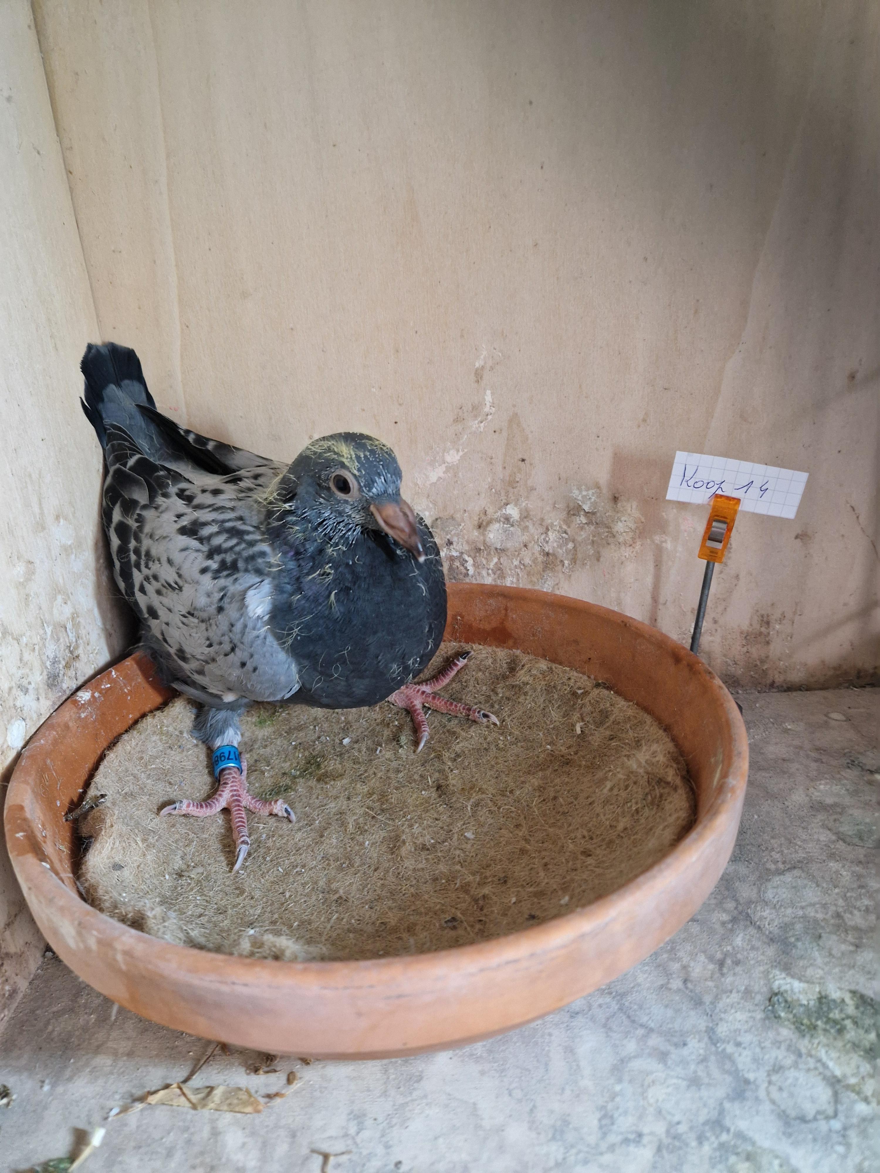 Kleinzoon “Roemelu” x Inteelt “Kleine Sagan”