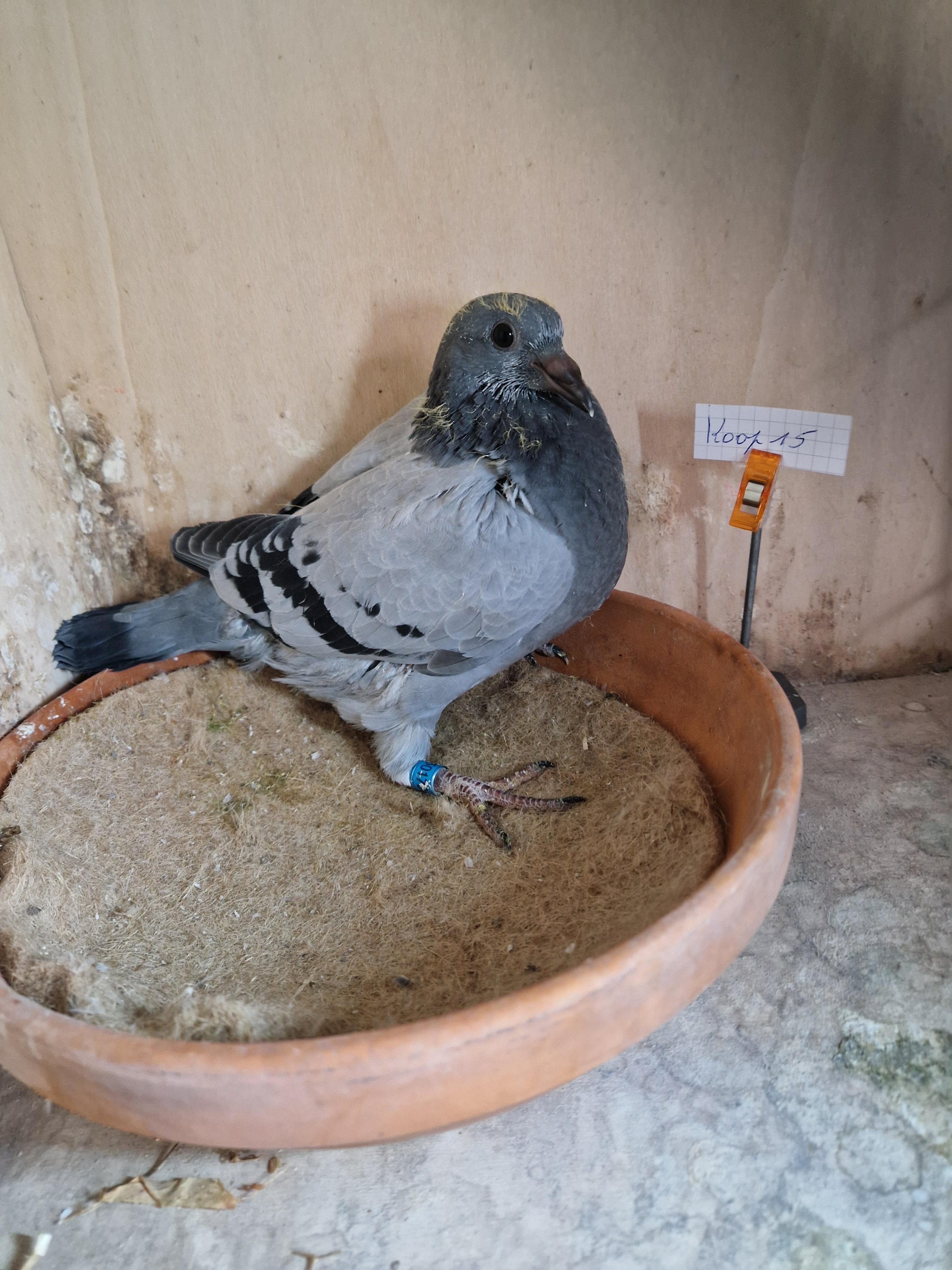 Lijn Kleine Sagan, Picasso (Aima Vanbunderen) x “Radja” /Thone-Verrect-Arien