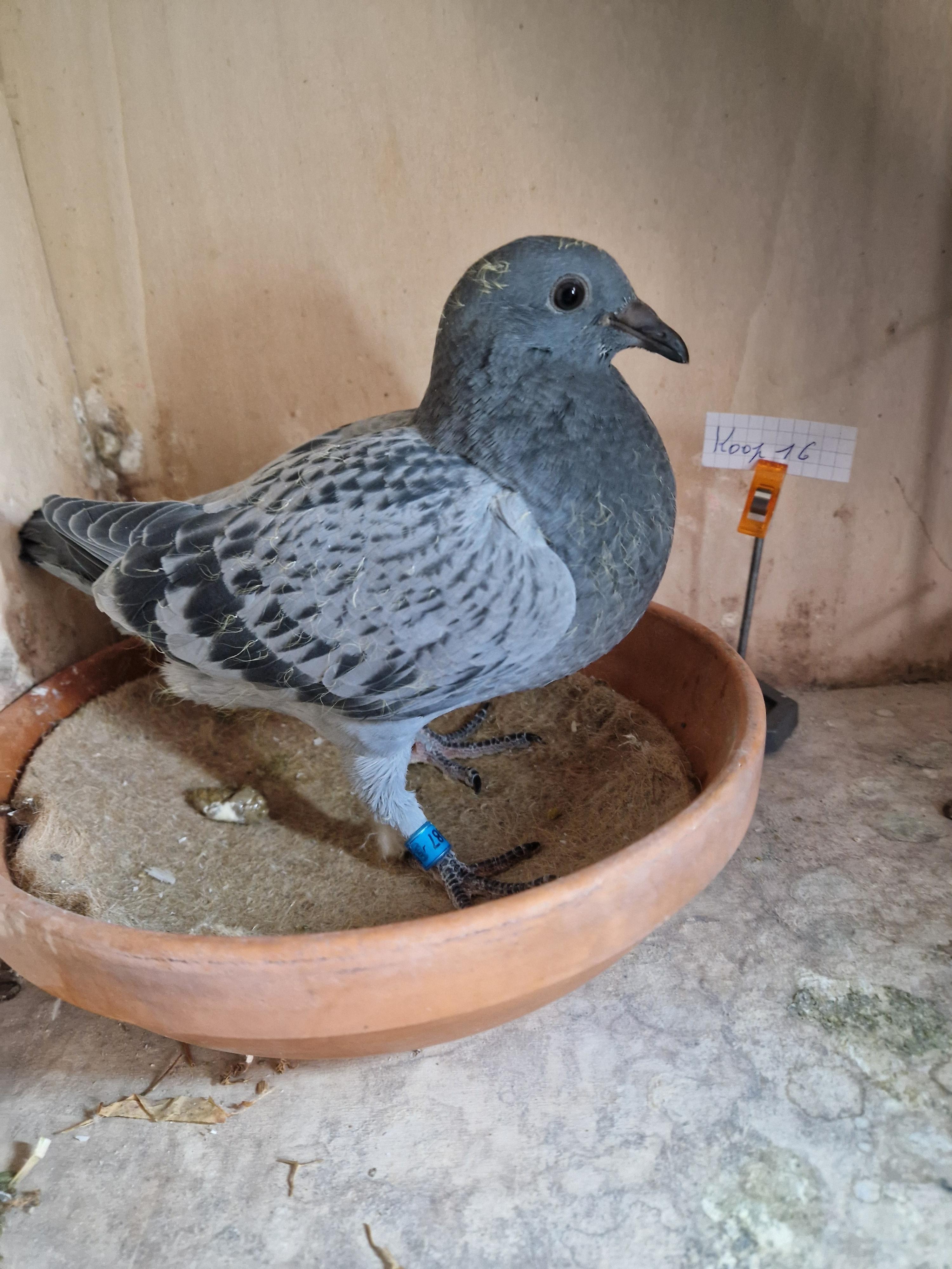 Radja/R. & L. Plevoets x Radja/De Troy