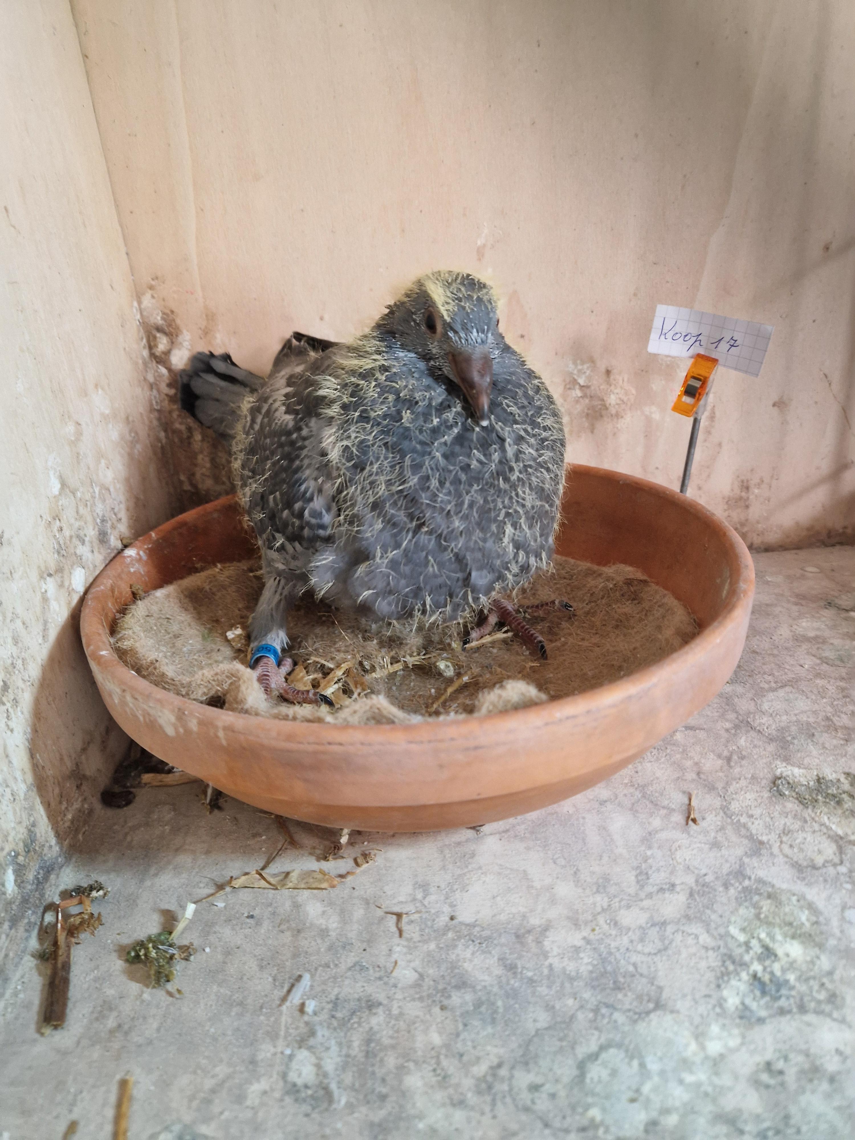 Kleinkind “Donkere Geschelpte” 1. As Zuid-Oost Limburg & 4. Prov As KBDB Fond 2018