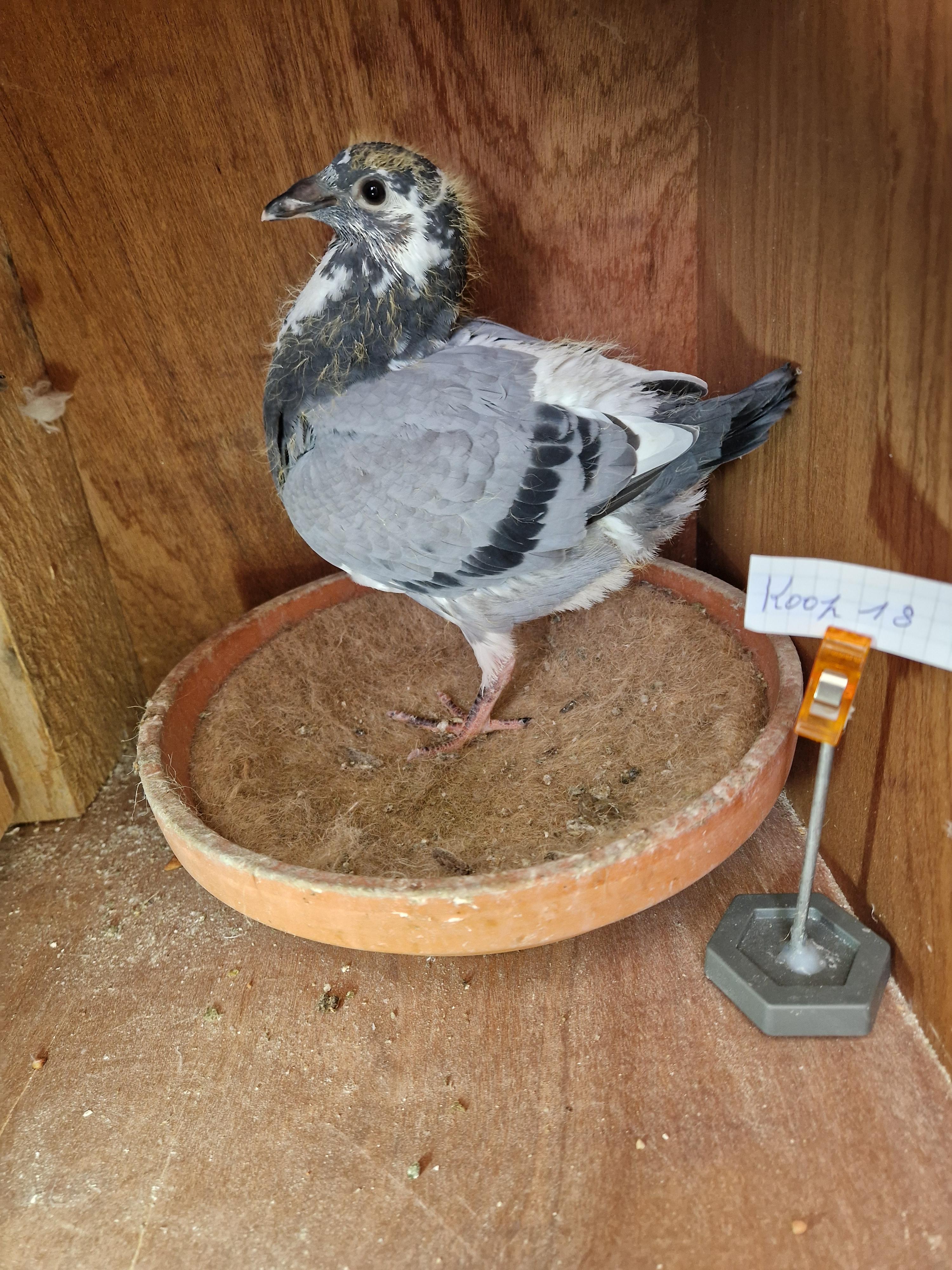 Radja/Palomar-Tortosa x Van Rompaey/Radja