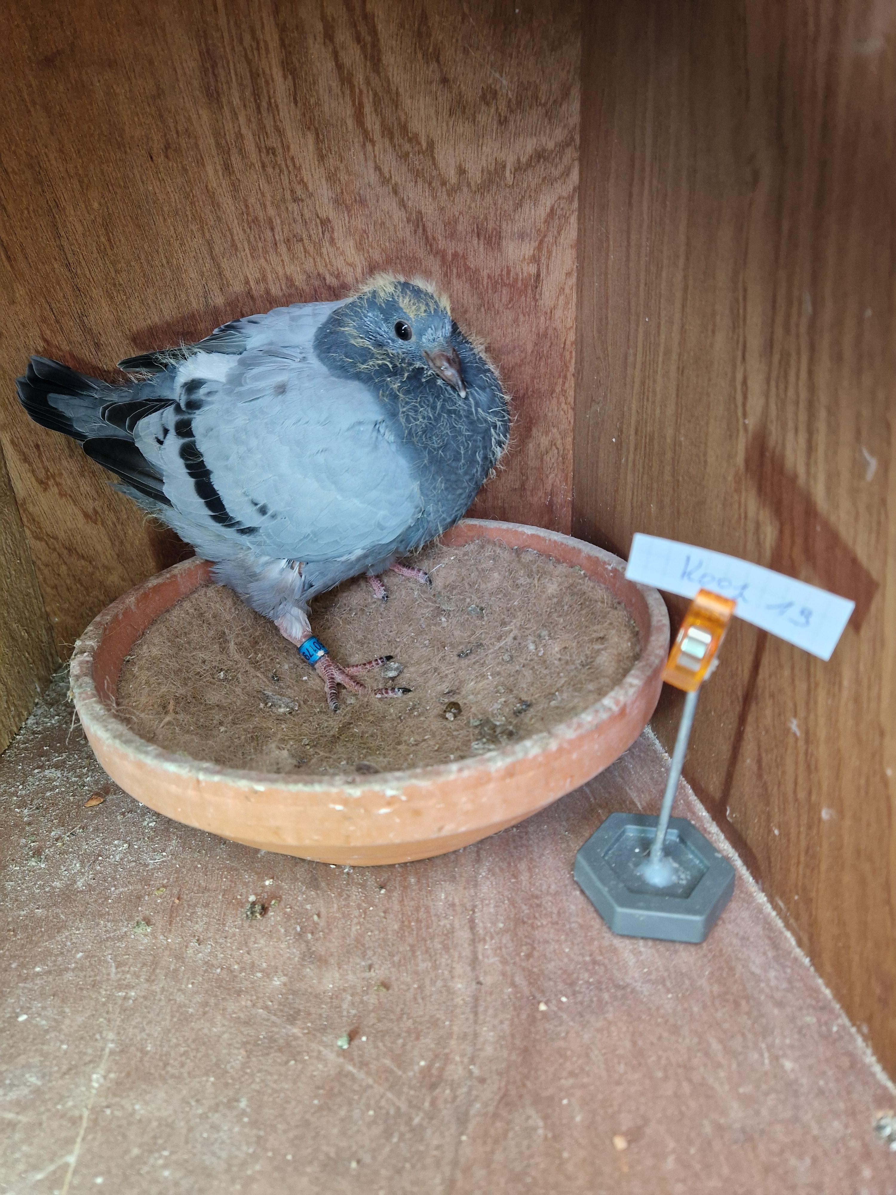 Radja/Palomar-Tortosa x Van Rompay/Radja