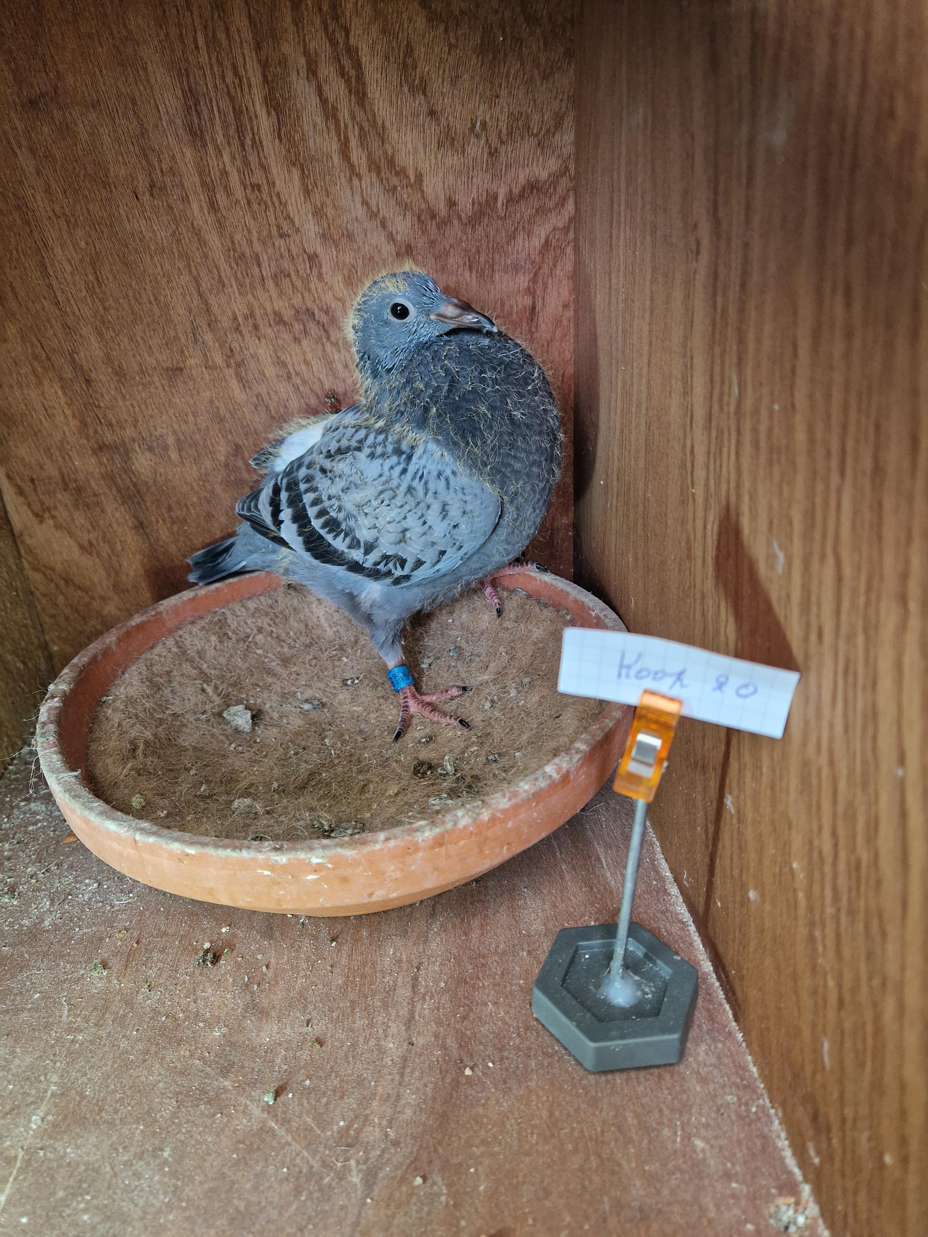 Jellema x Radja/Palomar-Tortosa