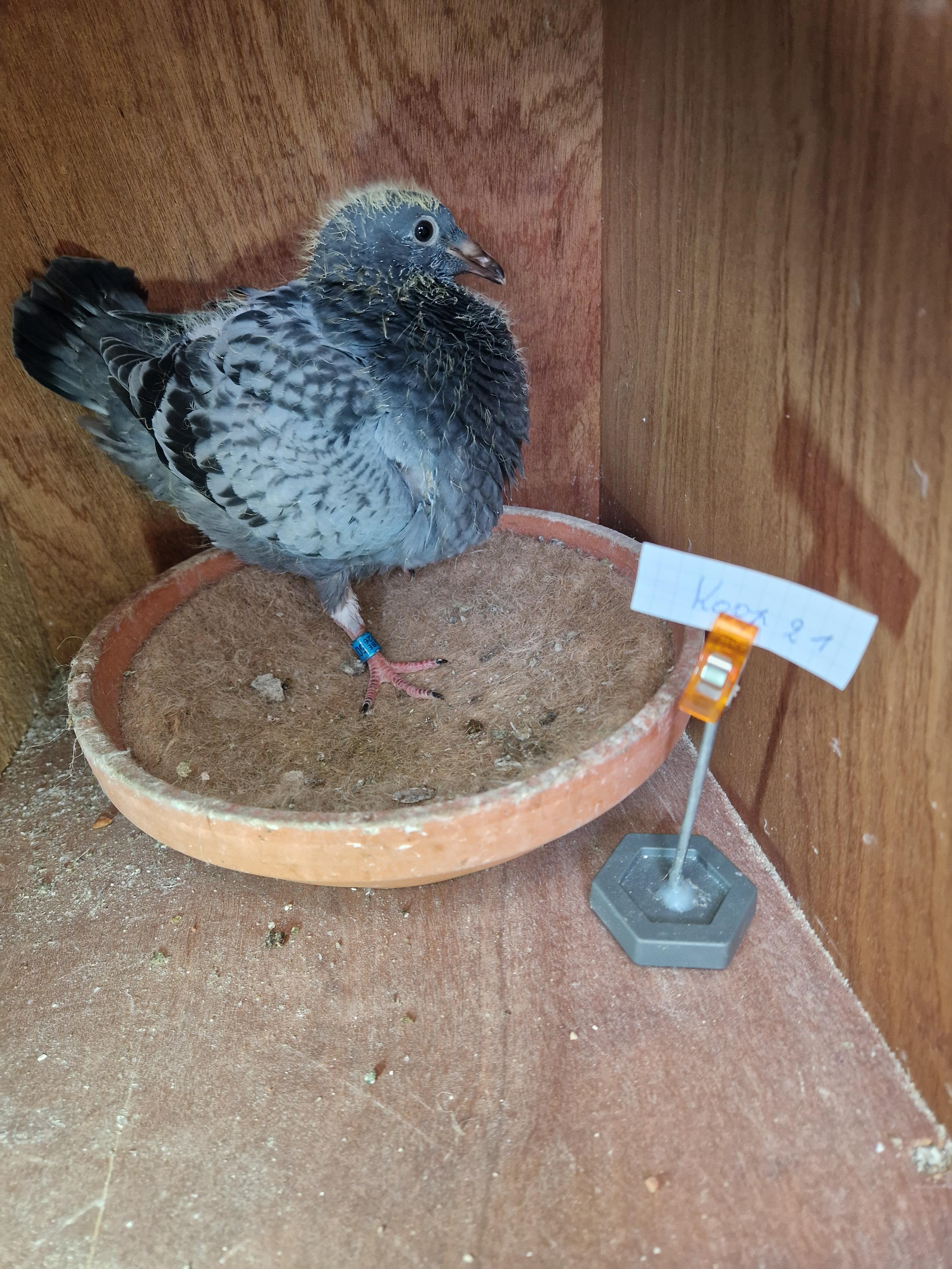 Jellema x Radja/Palomar-Tortosa