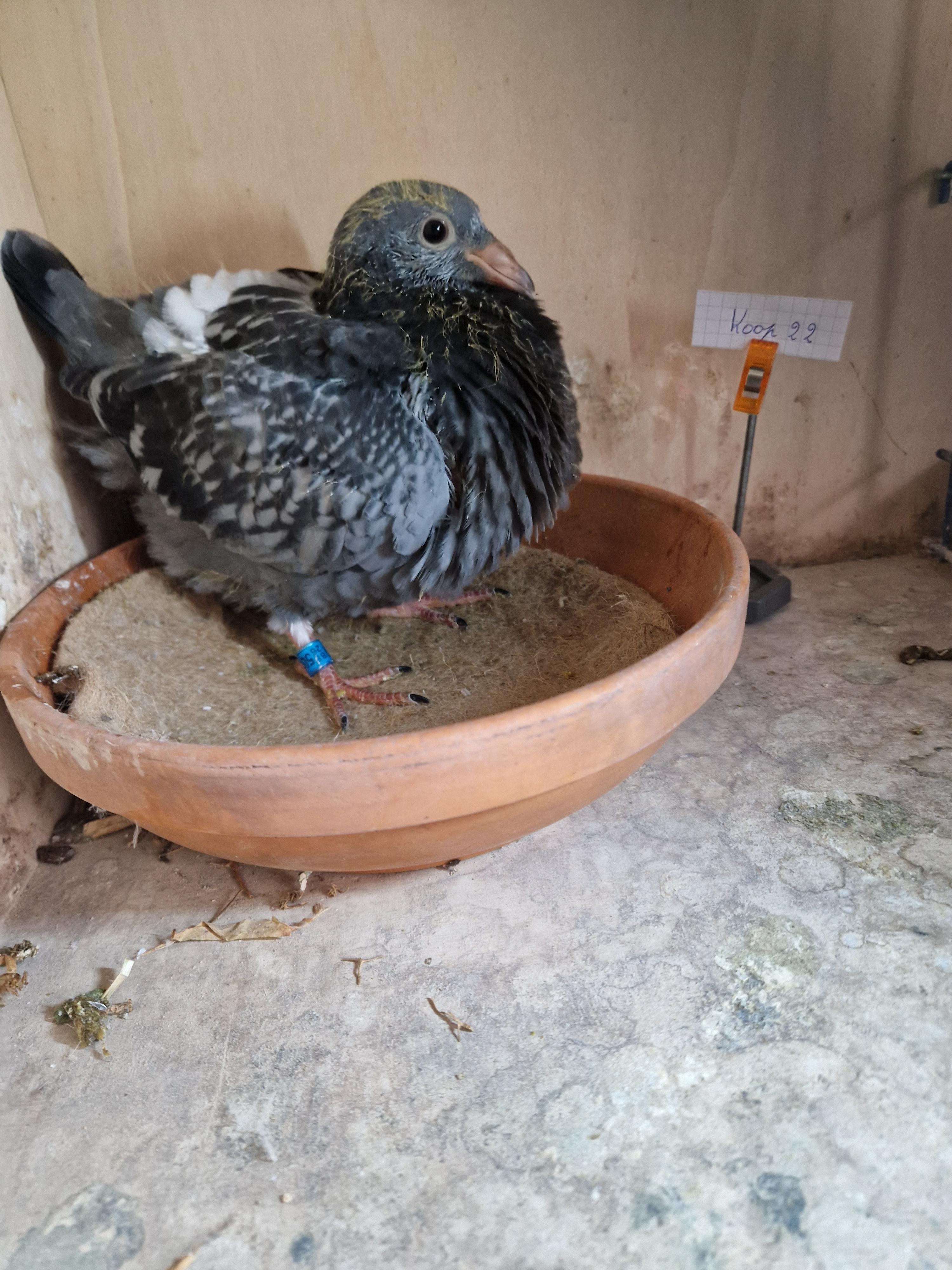 Thone/Jansens-Hausoul x Thone/Mertens