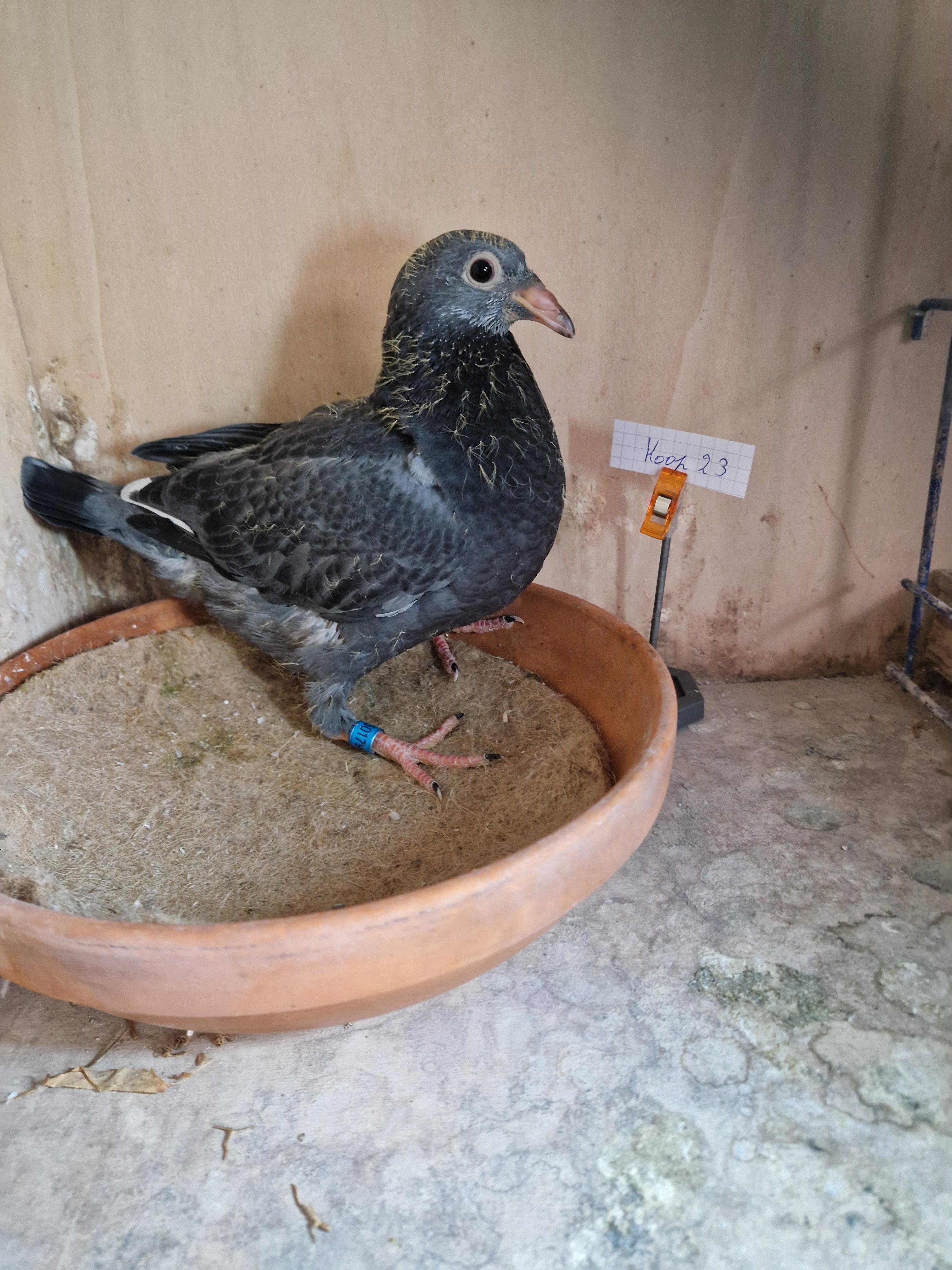 Thone/Jansens-Hausoul x Thone/Mertens