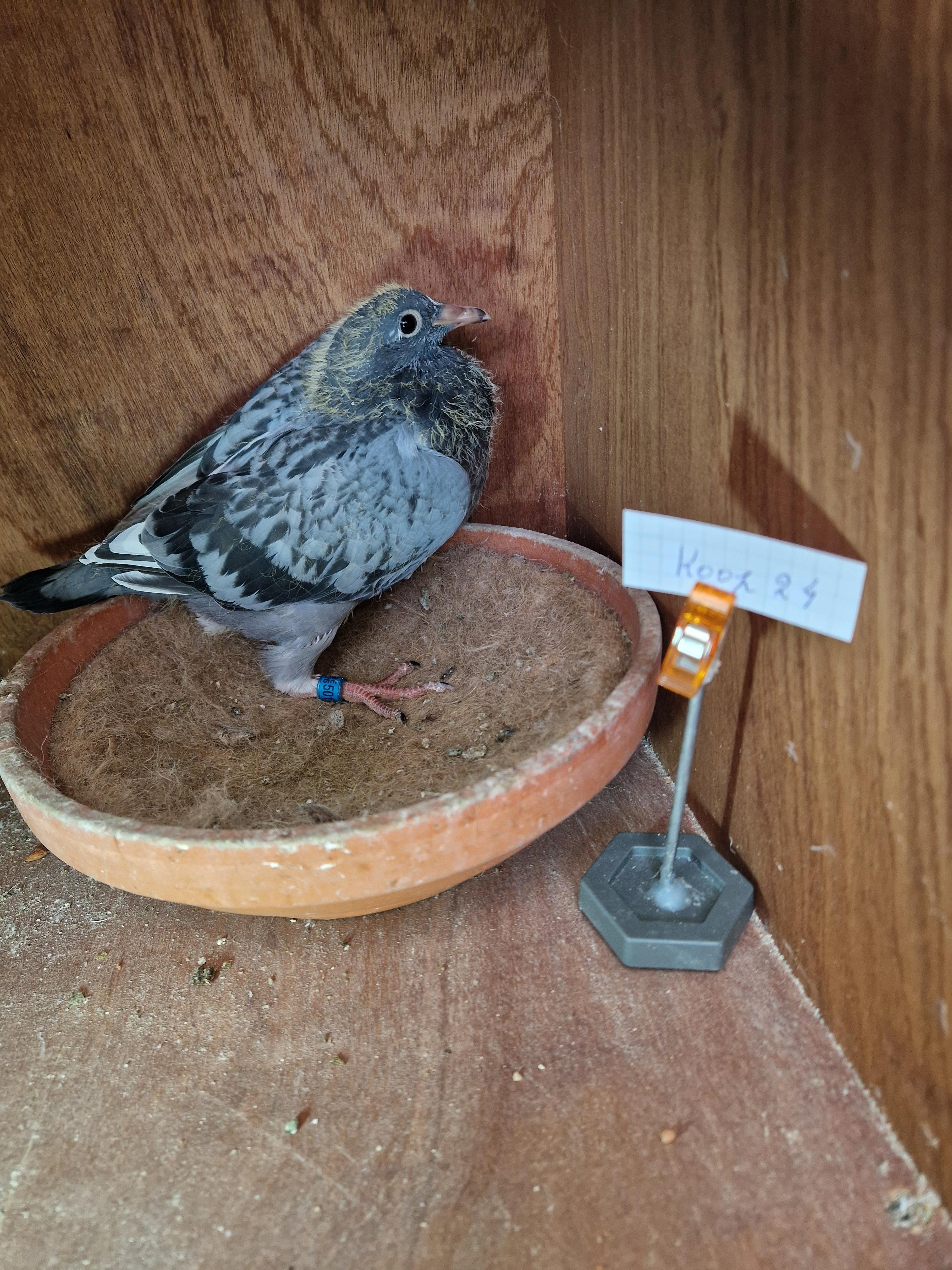 J. L. Bruine x R. Van Oss