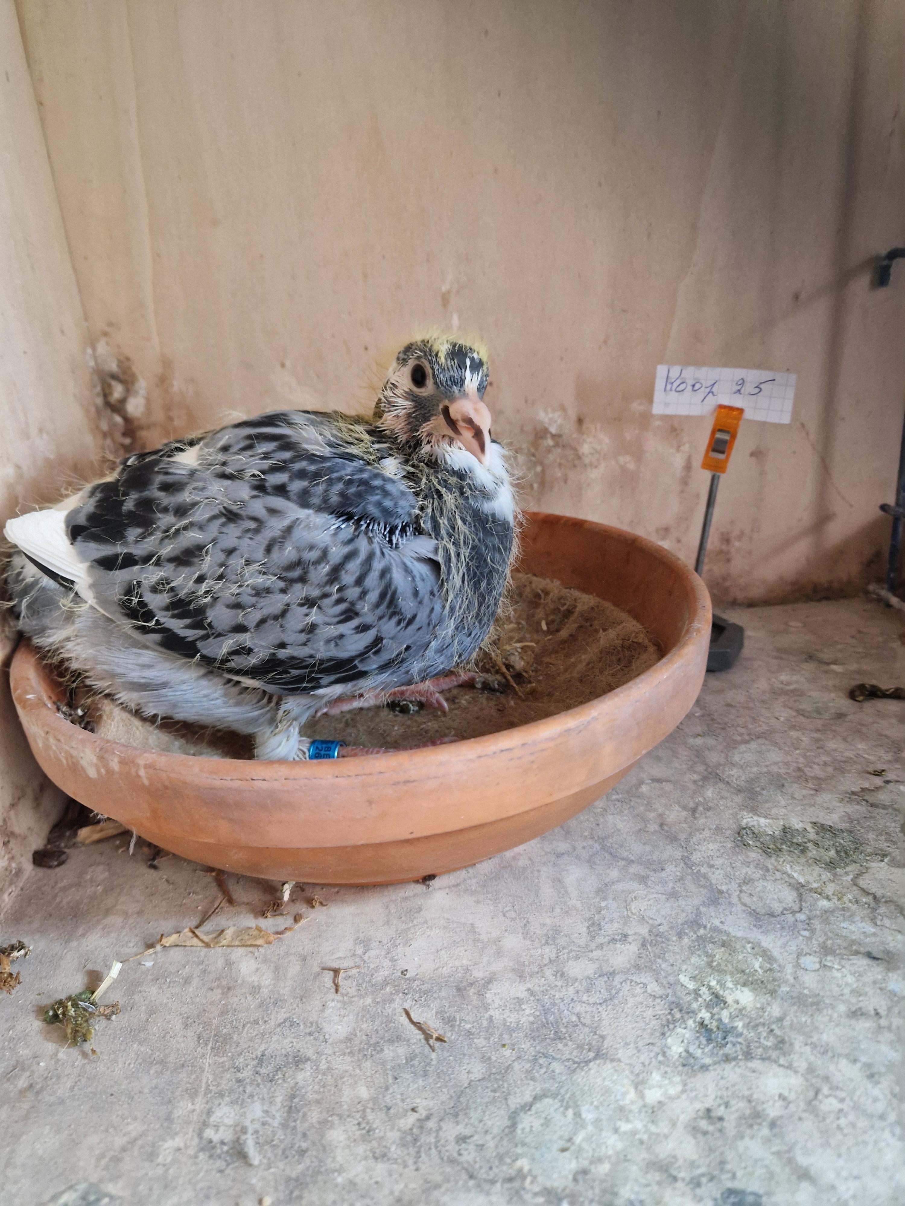 Kleinkind “Radja” 1. Provinciaal Angouleme , 11. & 25.Beste Fond duif van België Pipa Ranking