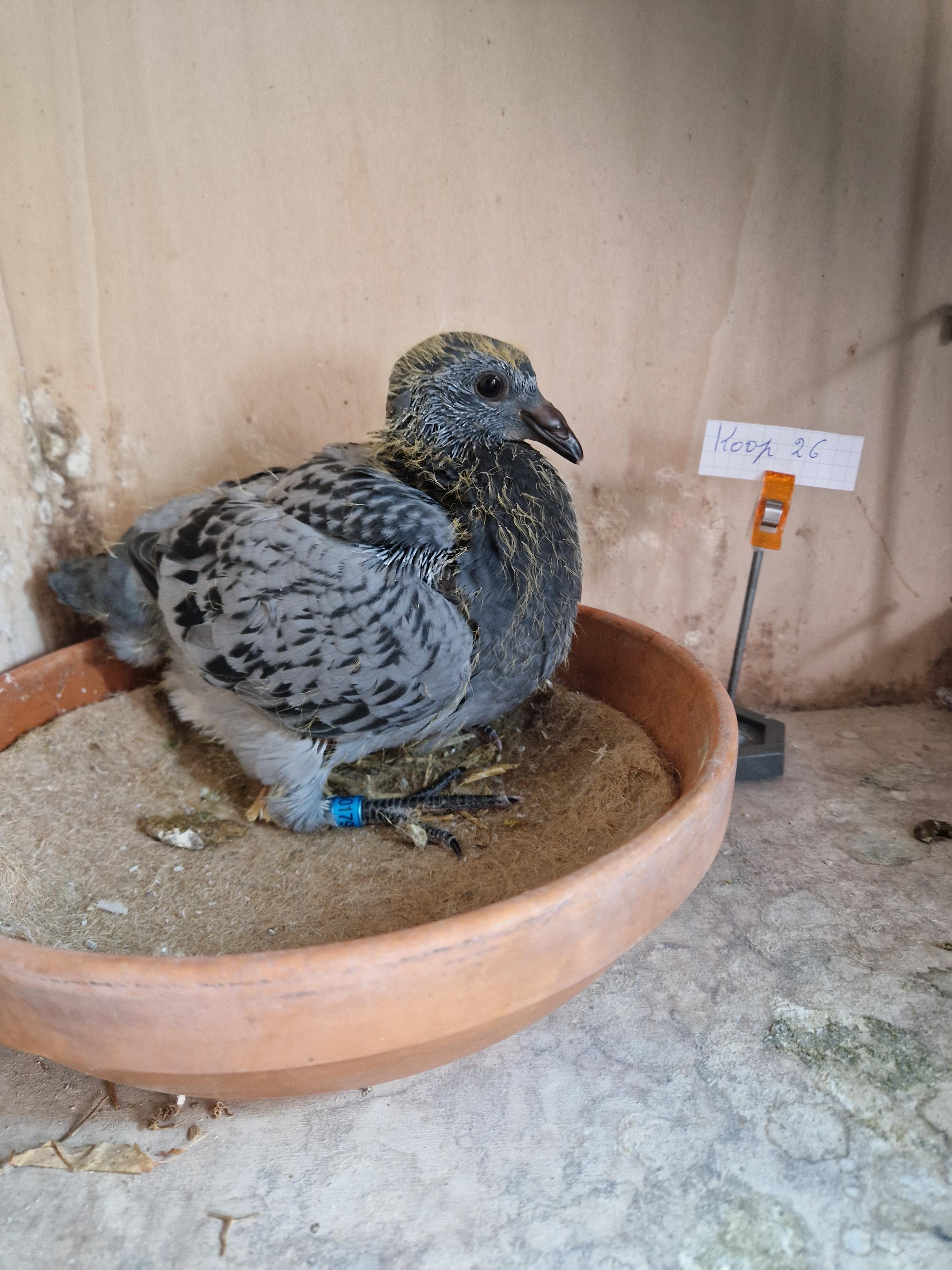 Kleinkind “Radja” 1. Provinciaal Angouleme , 11. & 25.Beste Fond duif van België Pipa Ranking