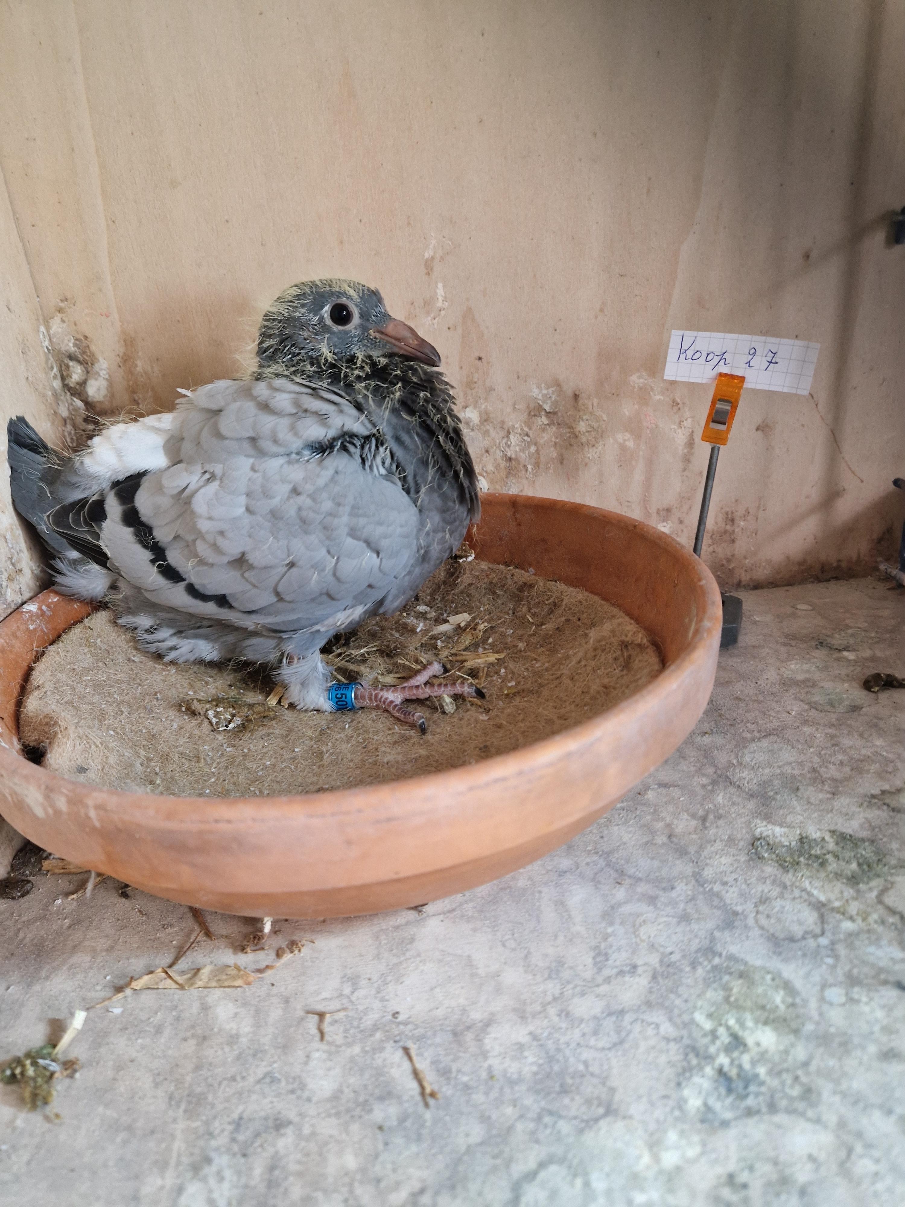 Kleinkind “Radja” 1. Provinciaal Angouleme , 11. & 25.Beste Fond duif van België Pipa Ranking