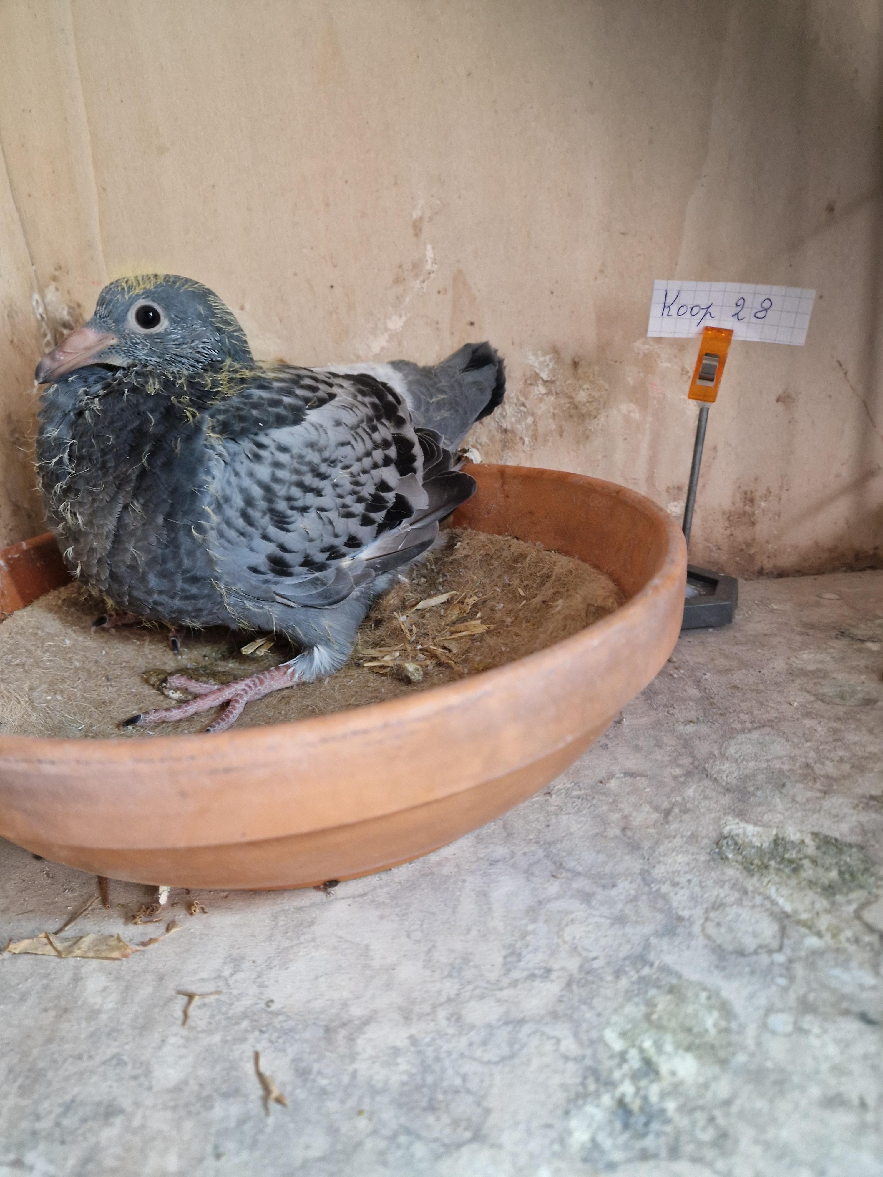 Kleinkind “Radja” 1. Provinciaal Angouleme , 11. & 25.Beste Fond duif van België Pipa Ranking