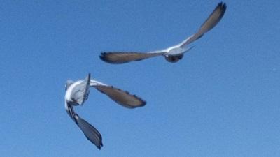 265657-dsc_0167-croppedxs