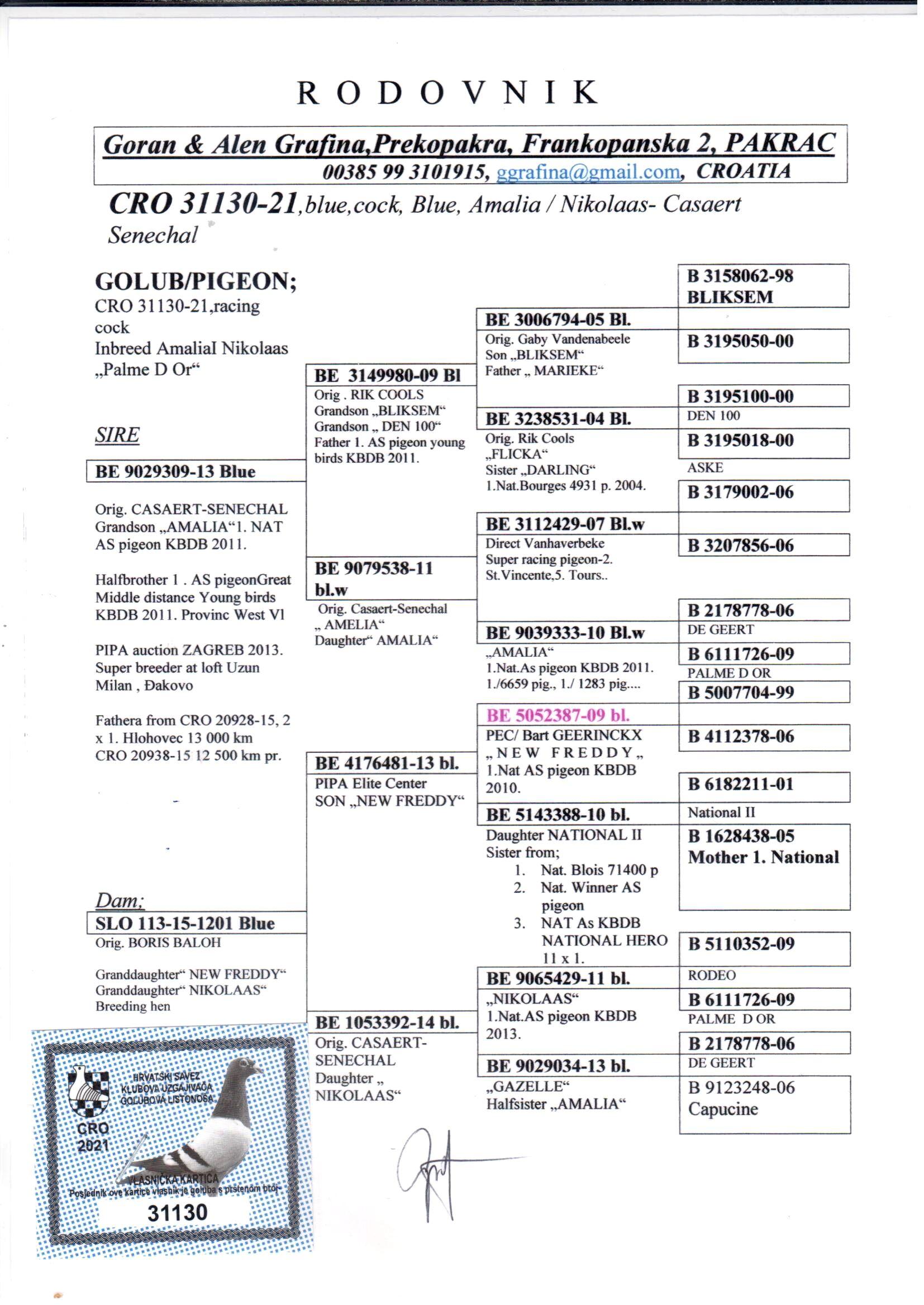 pedigree Inteelt "Amalia" (1e Nat.Asduif GHF) & "Nikolaas" (1e Nat.Asduif GHF)
