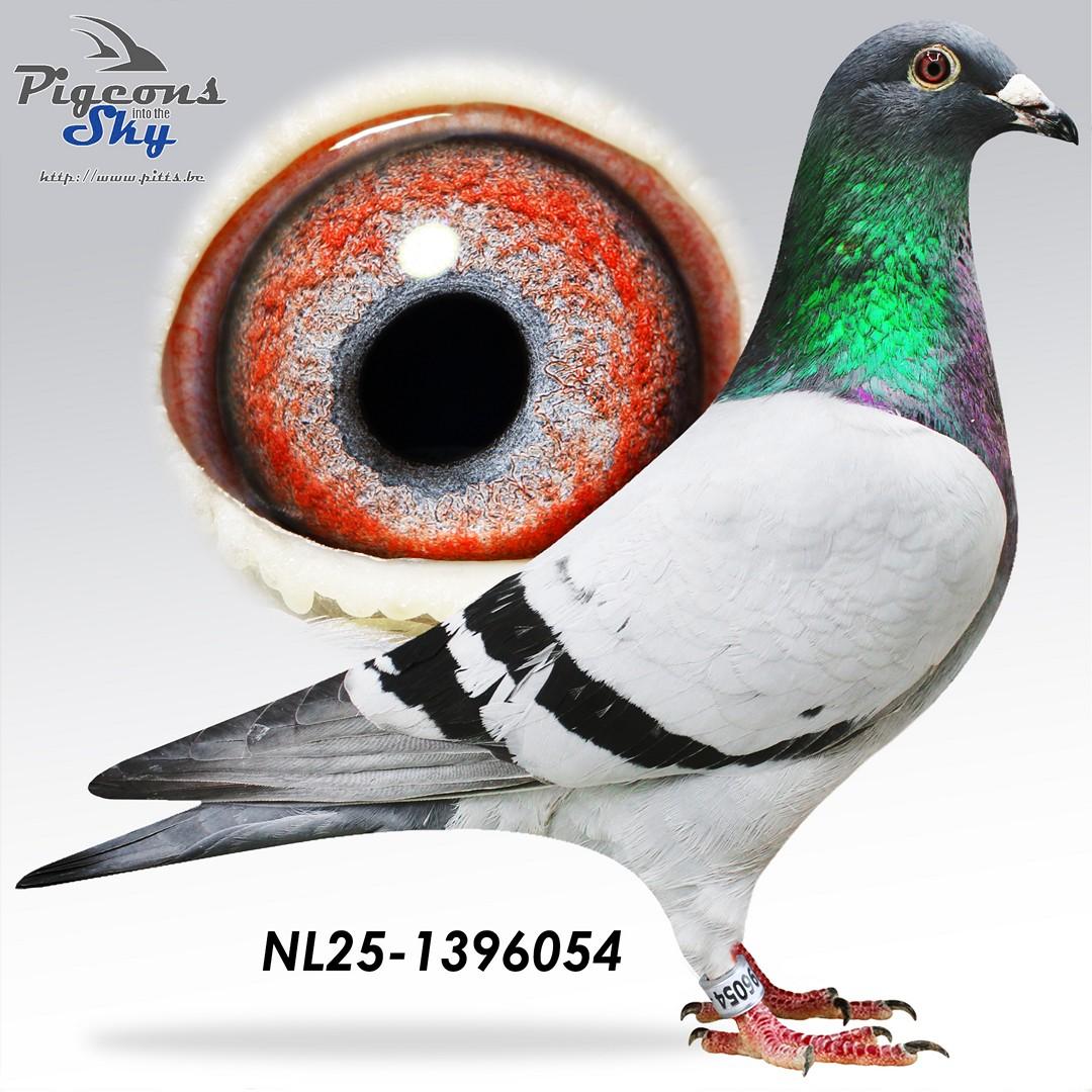 Lijn Harry (Hooymans Jan)